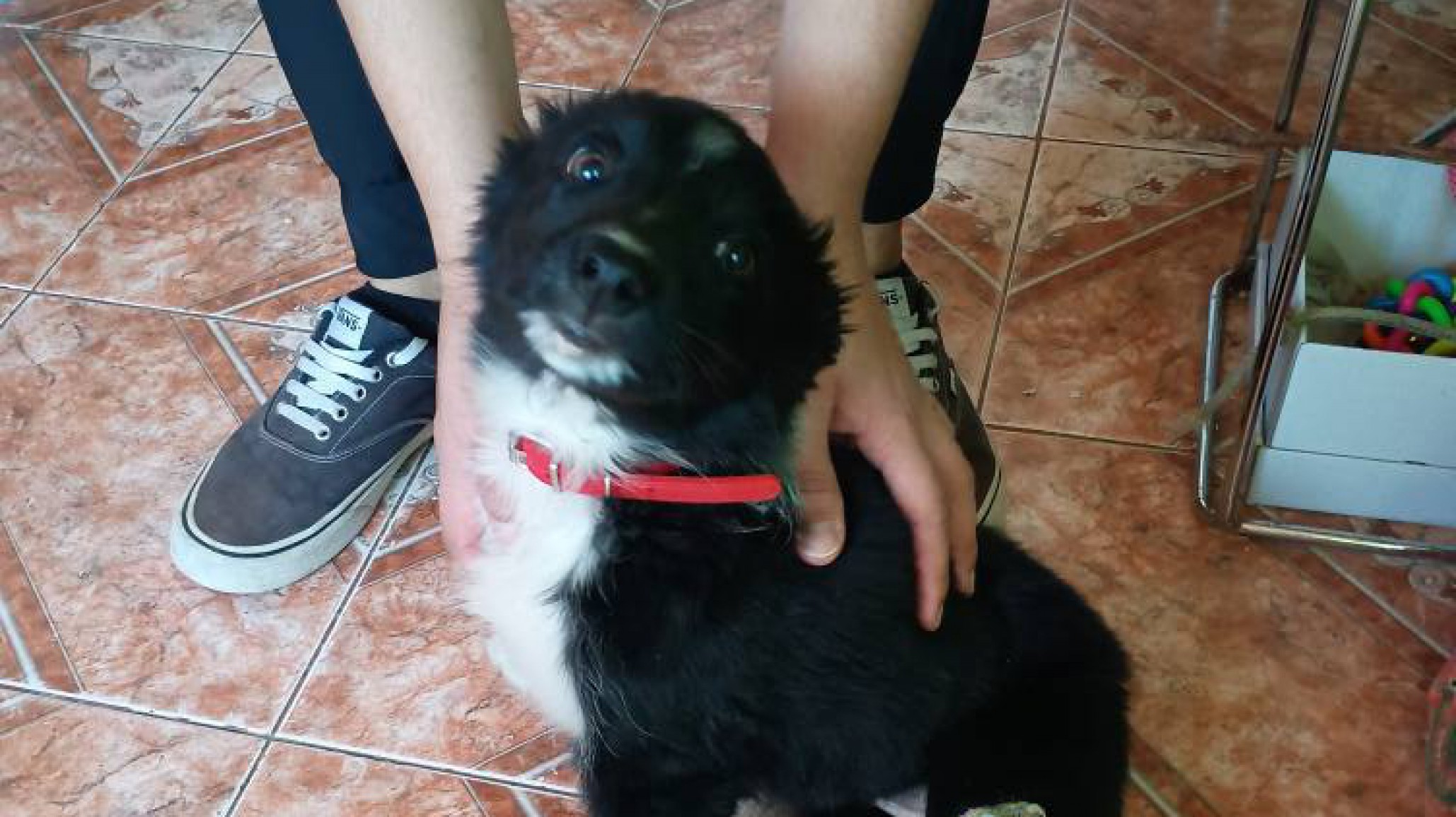 Encontraron una perrita con la pata enyesada en barrio Pietrobelli y buscan a sus dueños