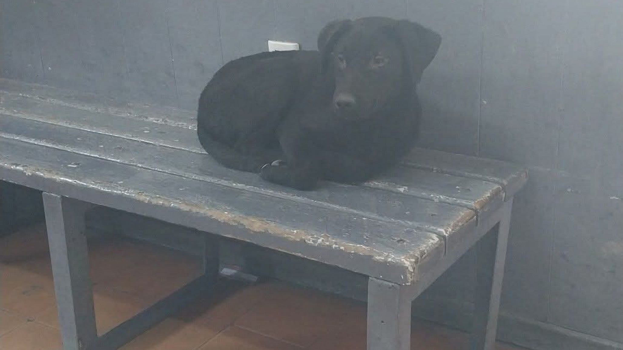 Dejaron un cachorro abandonado en la terminal: "Todos ponen puntitos pero nadie adopta"