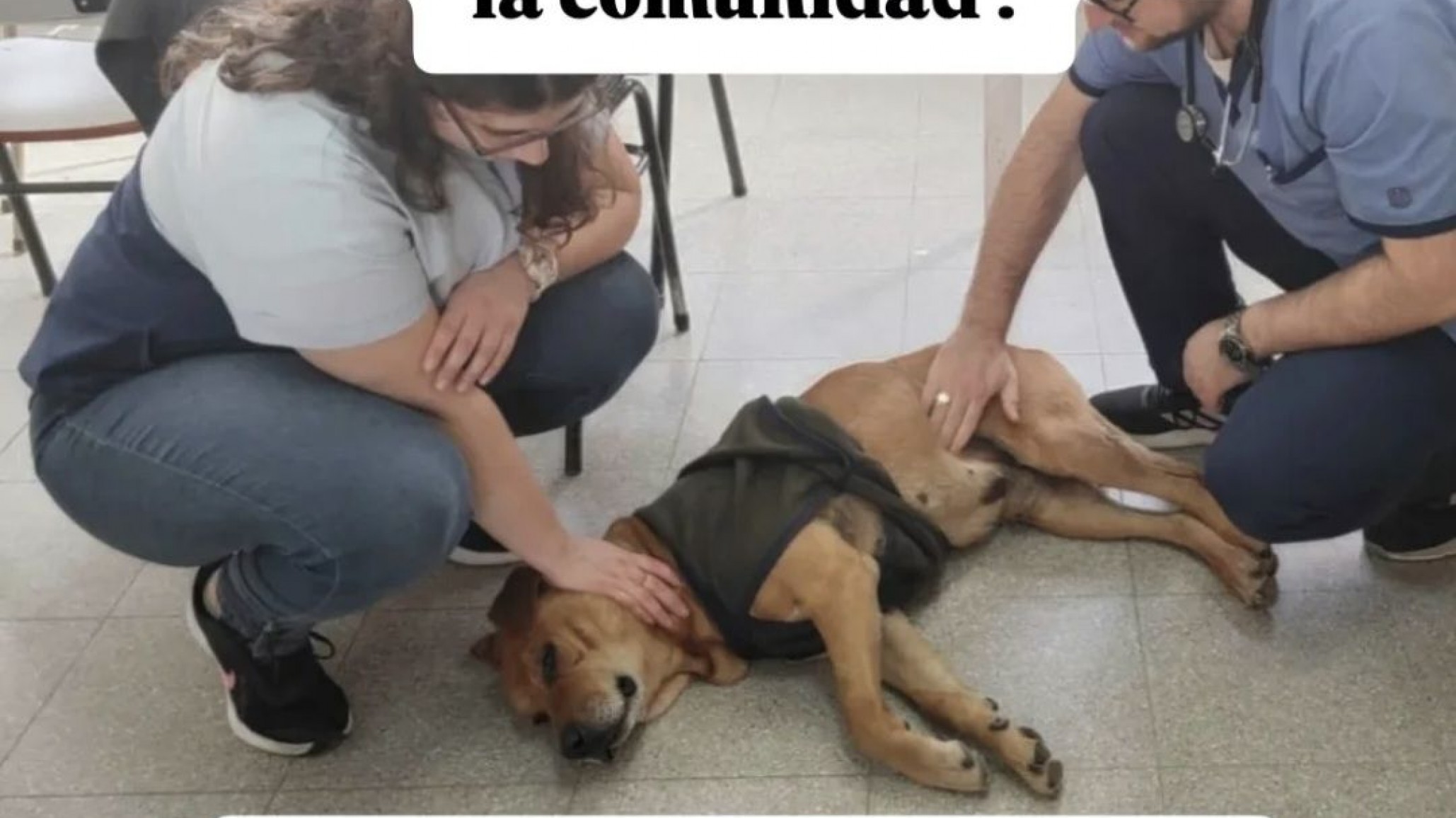 Solidaridad: piden ayuda para Pedrito, la mascota de la Escuela 760