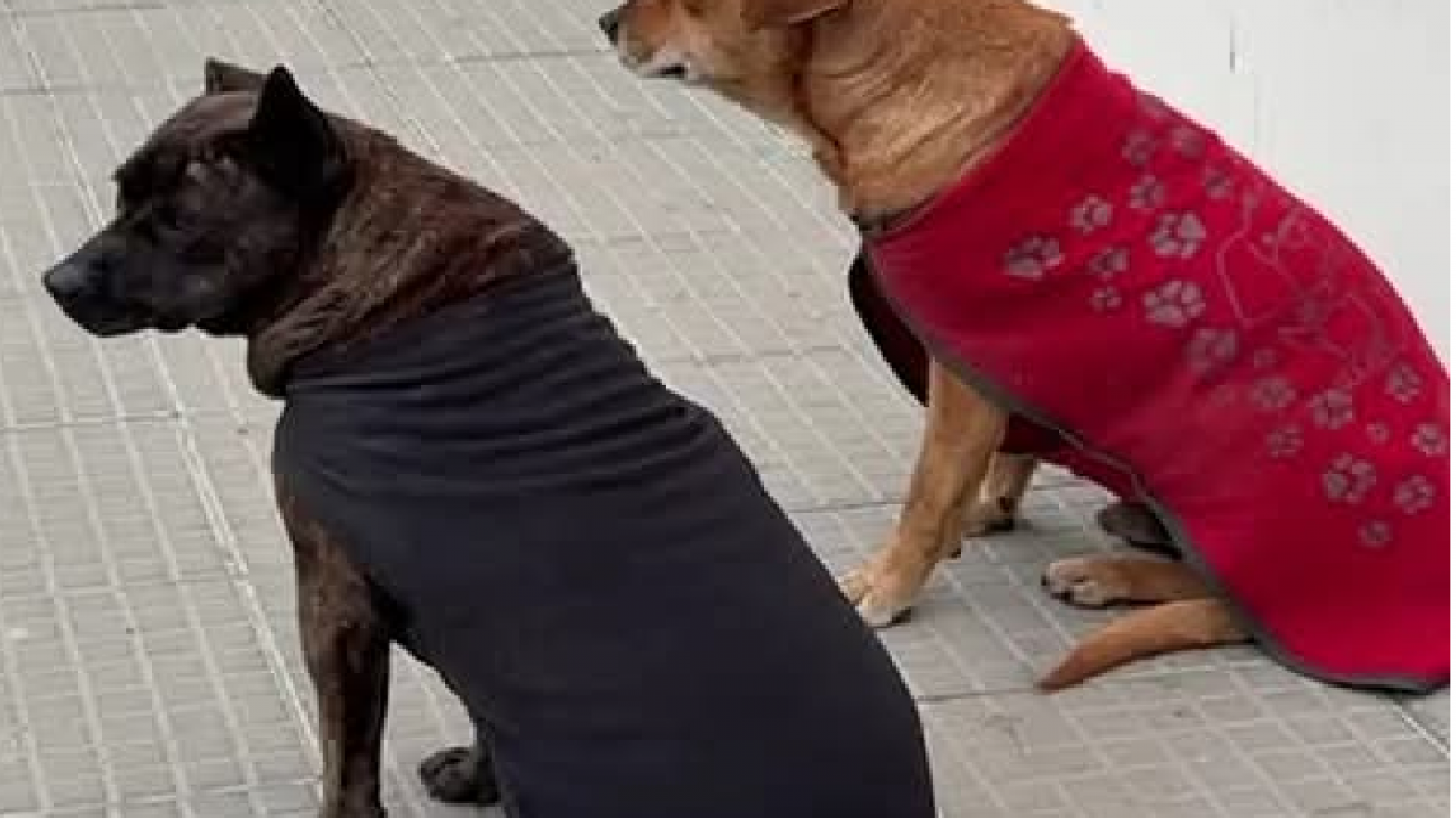 Adiós a Pedrito: el perro de la Escuela 760 falleció y su amiga Pedrita busca un hogar