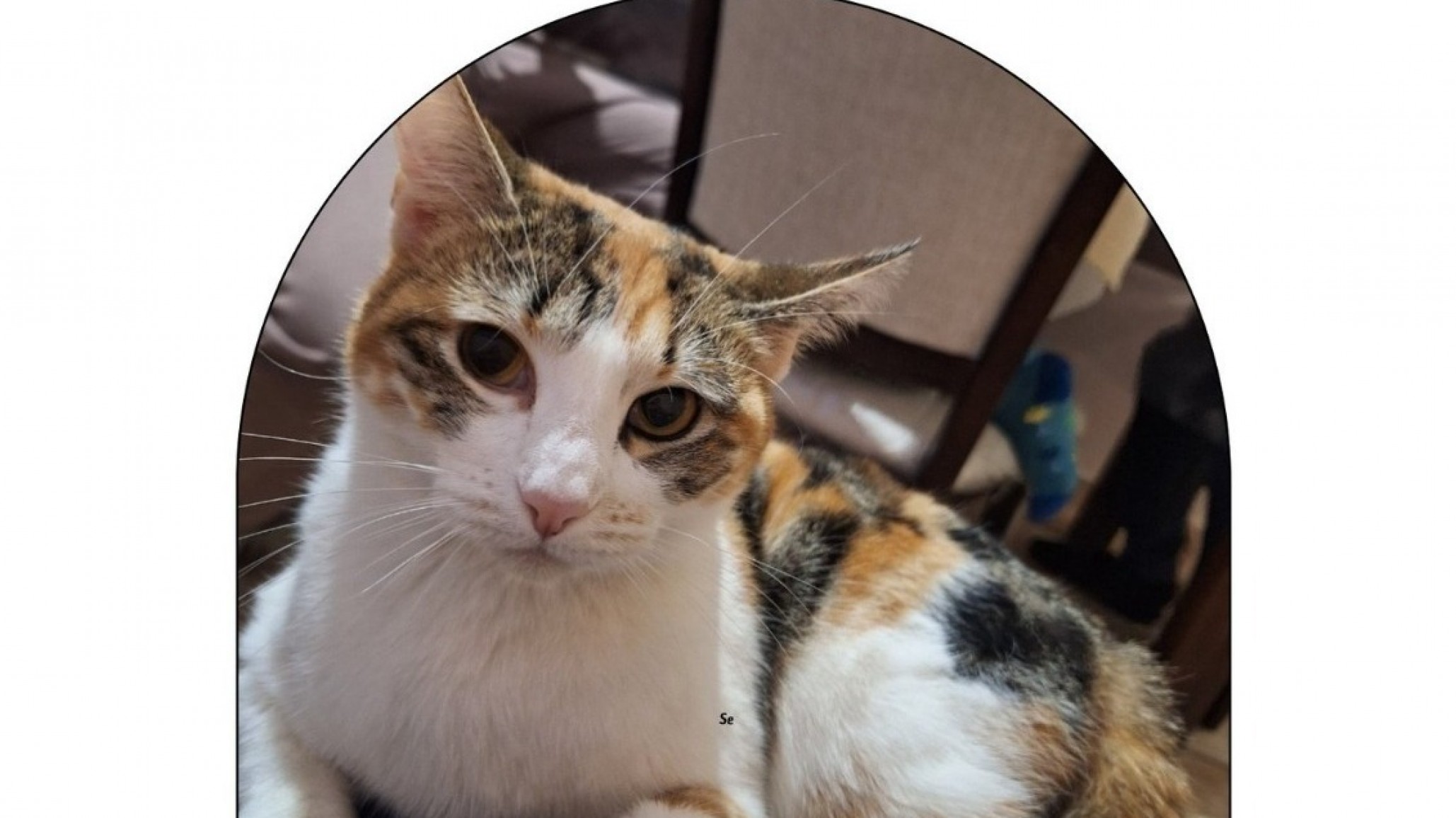 Comodoro: ofrecen recompensa para encontrar a "Mantequilla", una gatita perdida en Km 5