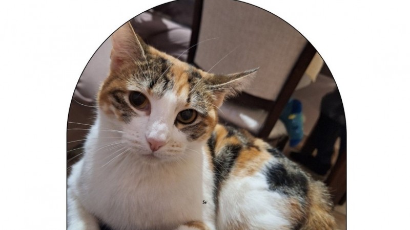 Comodoro: ofrecen recompensa para encontrar a "Mantequilla", una gatita perdida en Km 5