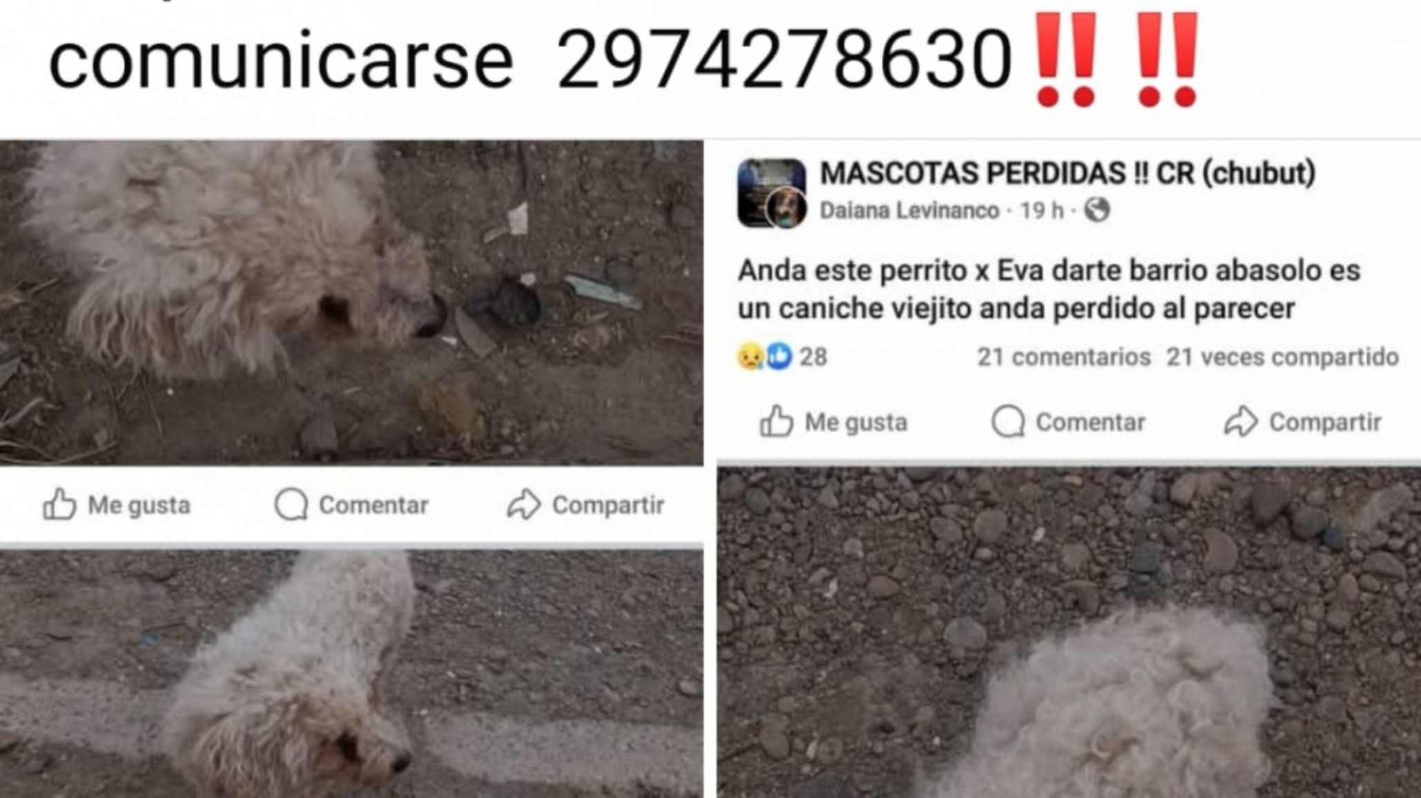 Comodoro: buscan a un perrito mayor con problemas de salud que se escapó de su casa