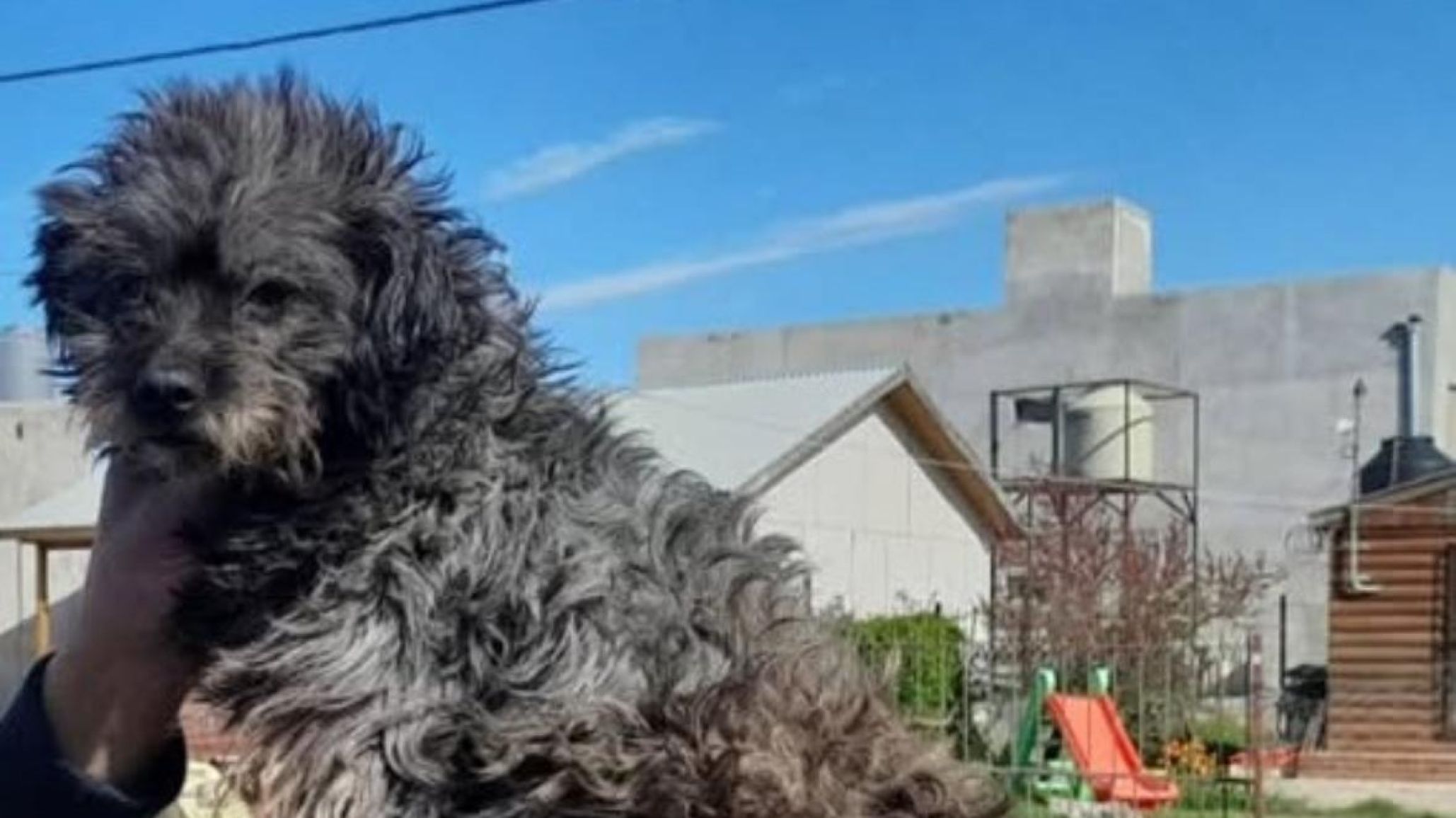 Buscan a Huguito, un perro perdido en Km 8