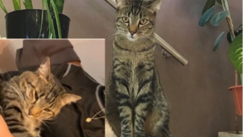 Rada Tilly: buscan a Maui, un gatito perdido en el barrio Sargento Cabral