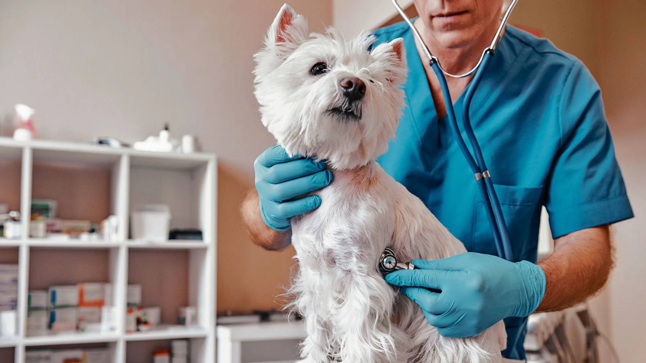 Este martes habrá vacunación antirrábica gratuita en la vecinal de Laprida