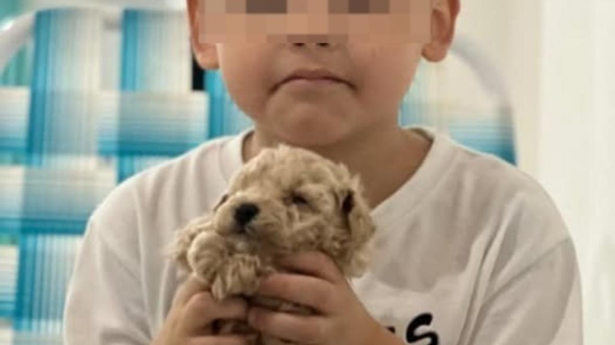 Una familia de Comodoro pide por su mascota y ofrece $200.000 de recompensa