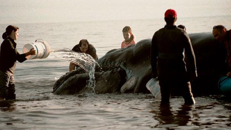 Día Nacional de la Ballena Franca: "Necesitamos aprender a convivir con estos animales"