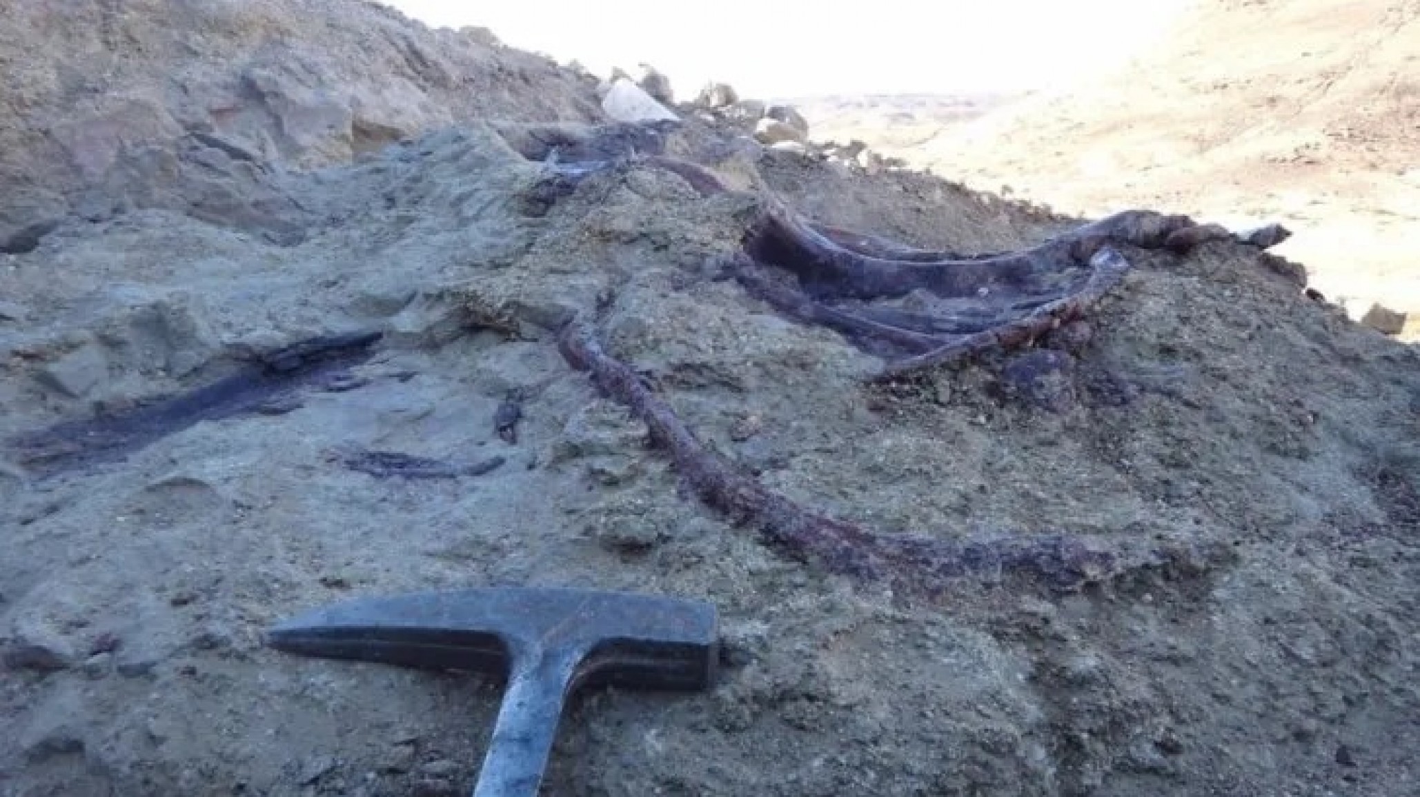 Joaquínraptor, el último gran descubrimiento paleontológico de la UNPSJB y la emotiva elección de su nombre