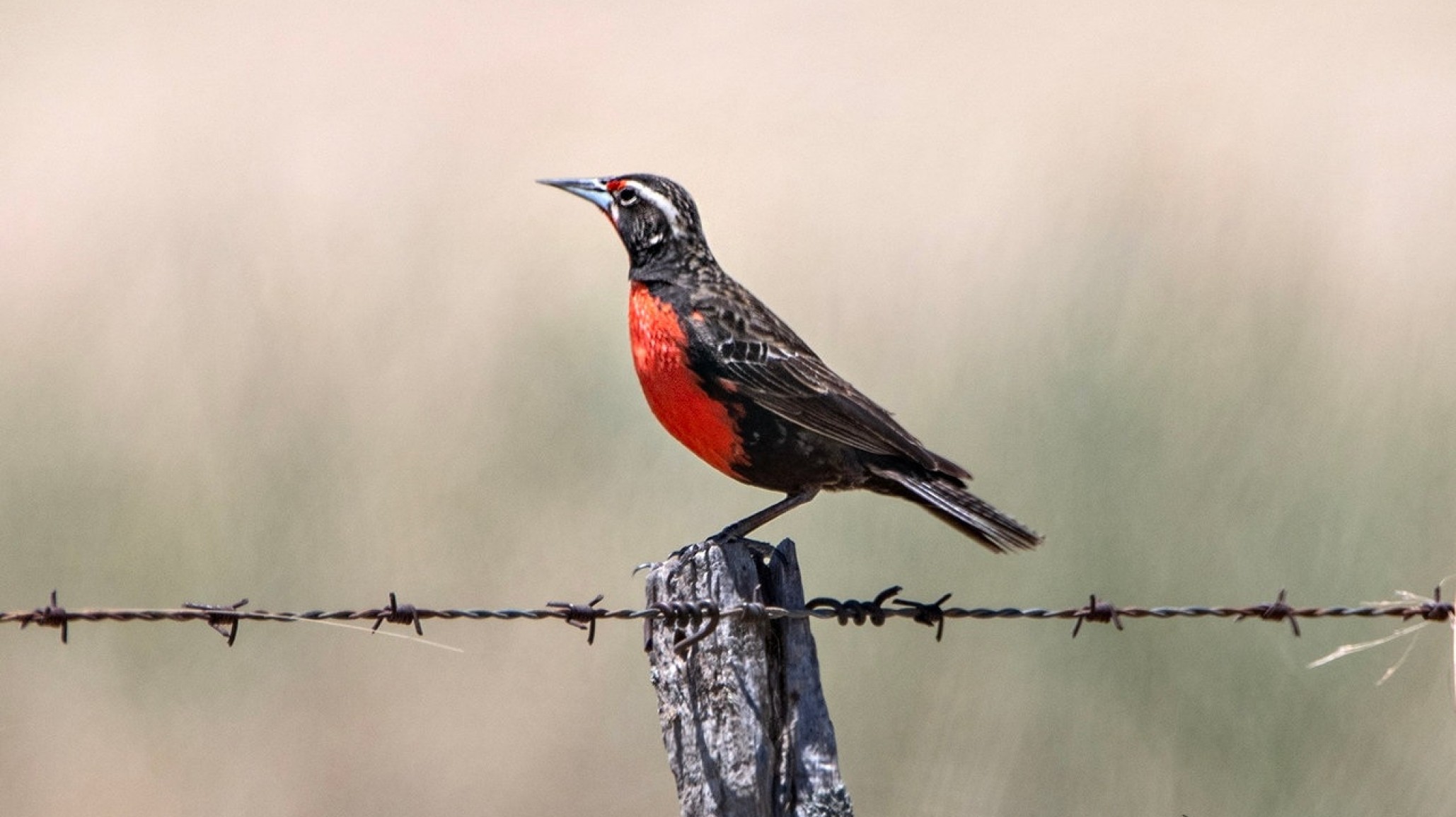 Convocatoria urgente para salvar a la Loica Pampeana