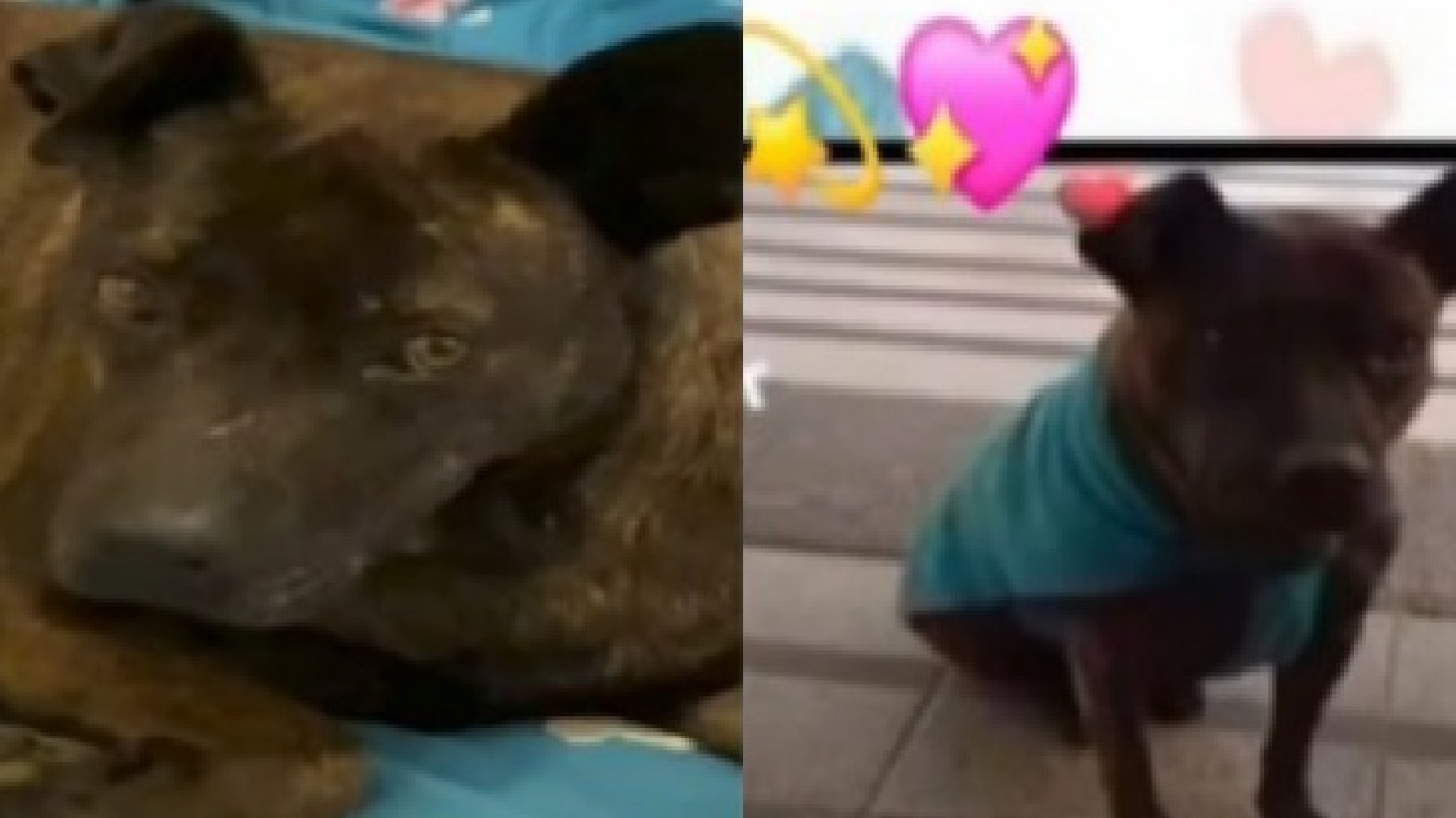 Pedrita sigue esperando una familia: la perrita que fue símbolo del centro de Comodoro no puede volver a la calle