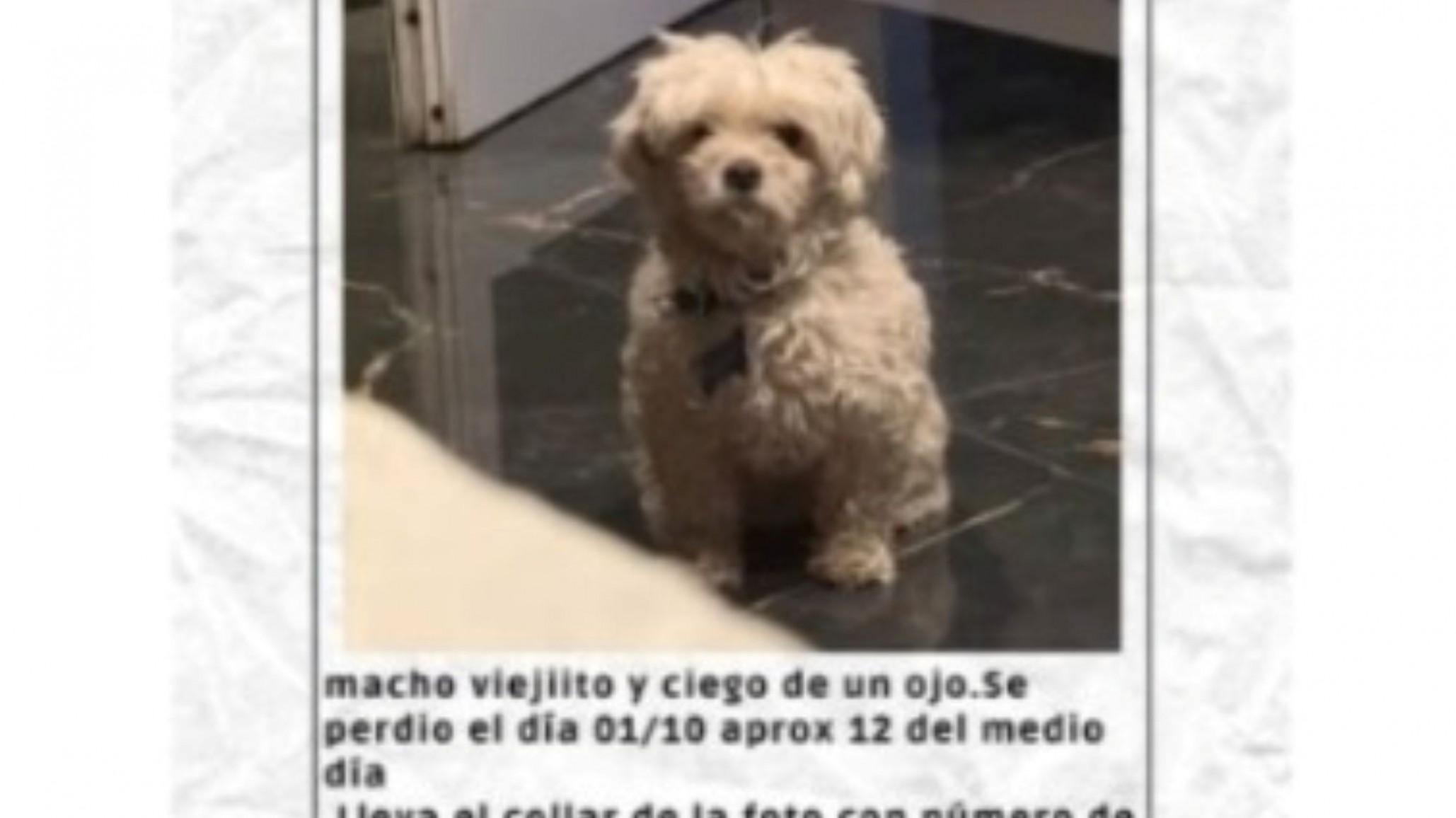 Buscan a "Tomy", un perrito ciego que se perdió en la zona de Kennedy y Chile