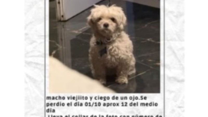 Buscan a "Tomy", un perrito ciego que se perdió en la zona de Kennedy y Chile