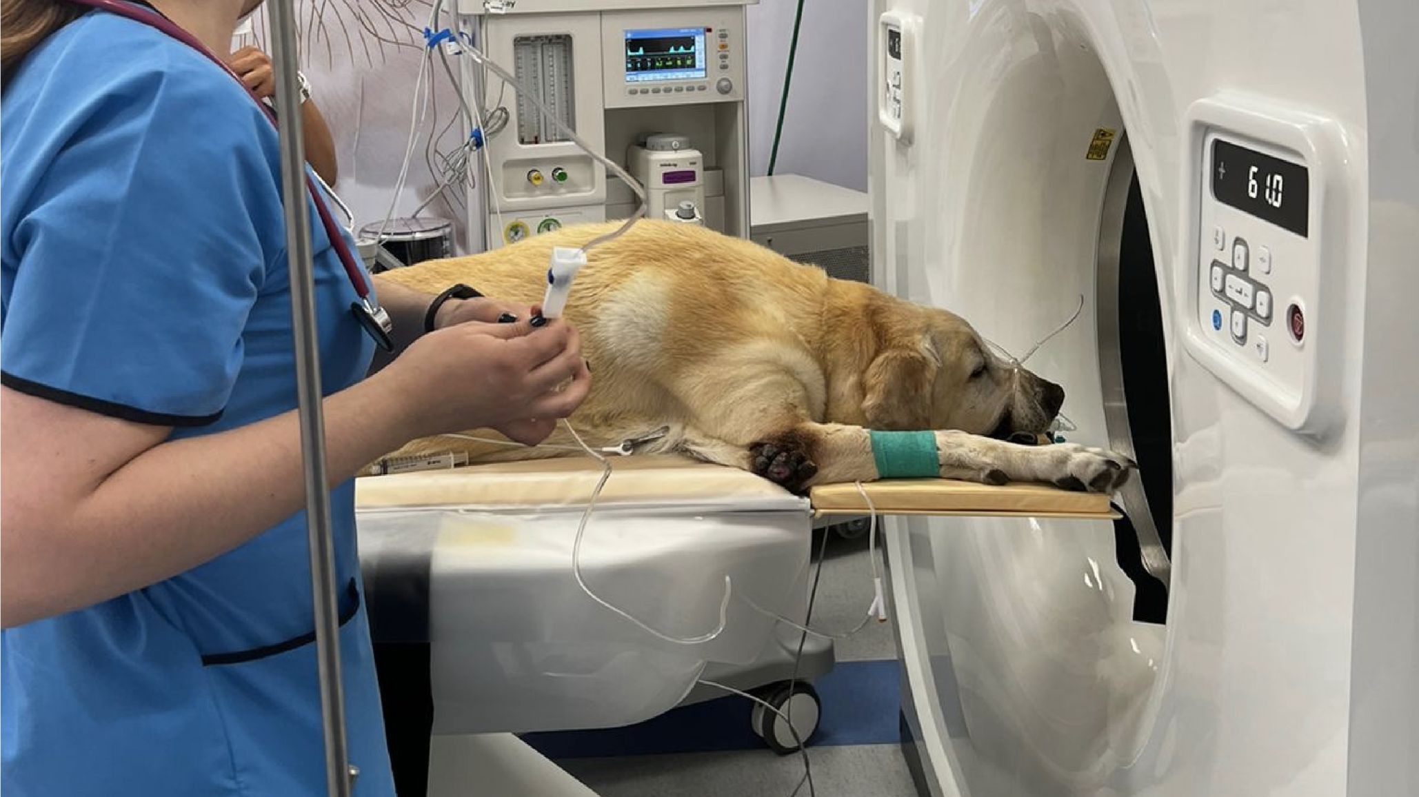 La UNLP se convierte en la única universidad pública del país en incorporar un tomógrafo para diagnóstico veterinario