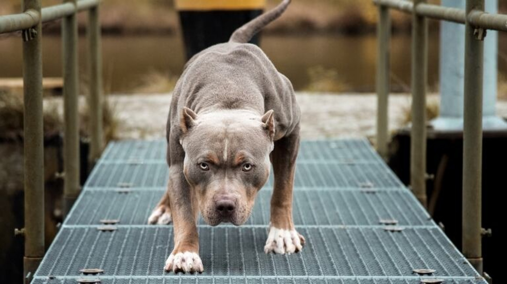 Un joven sufrió la amputación de un dedo al intentar salvar a su mascota de un pitbull