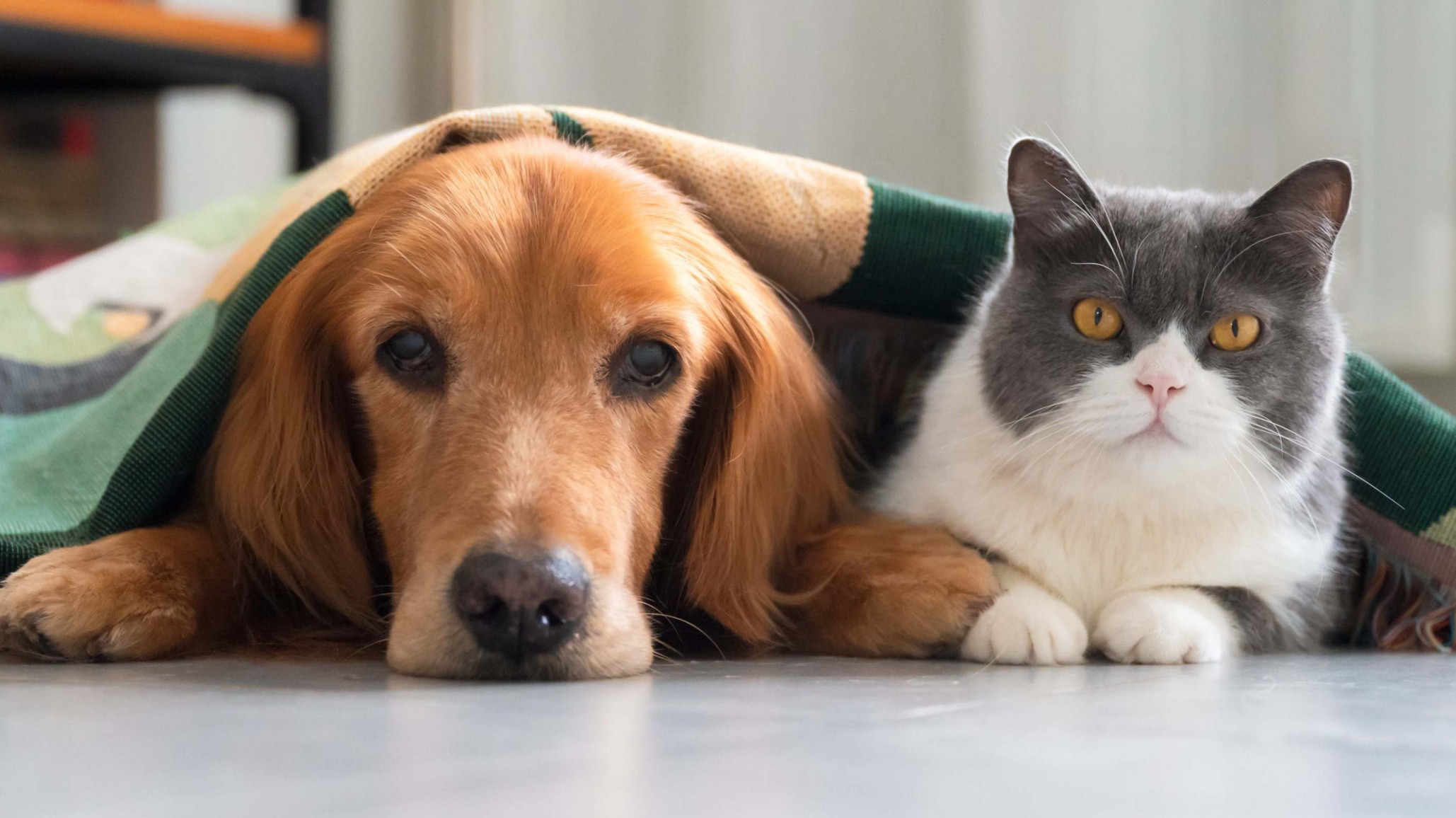 Comodoro: nueva campaña gratuita de esterilización para perros y gatos desde este lunes