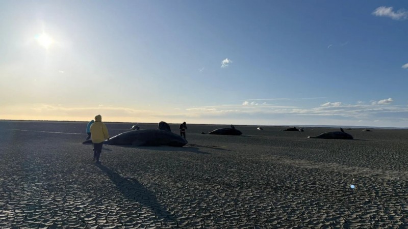 Raro varamiento masivo de 26 orcas en la costa atlántica de Tierra del Fuego