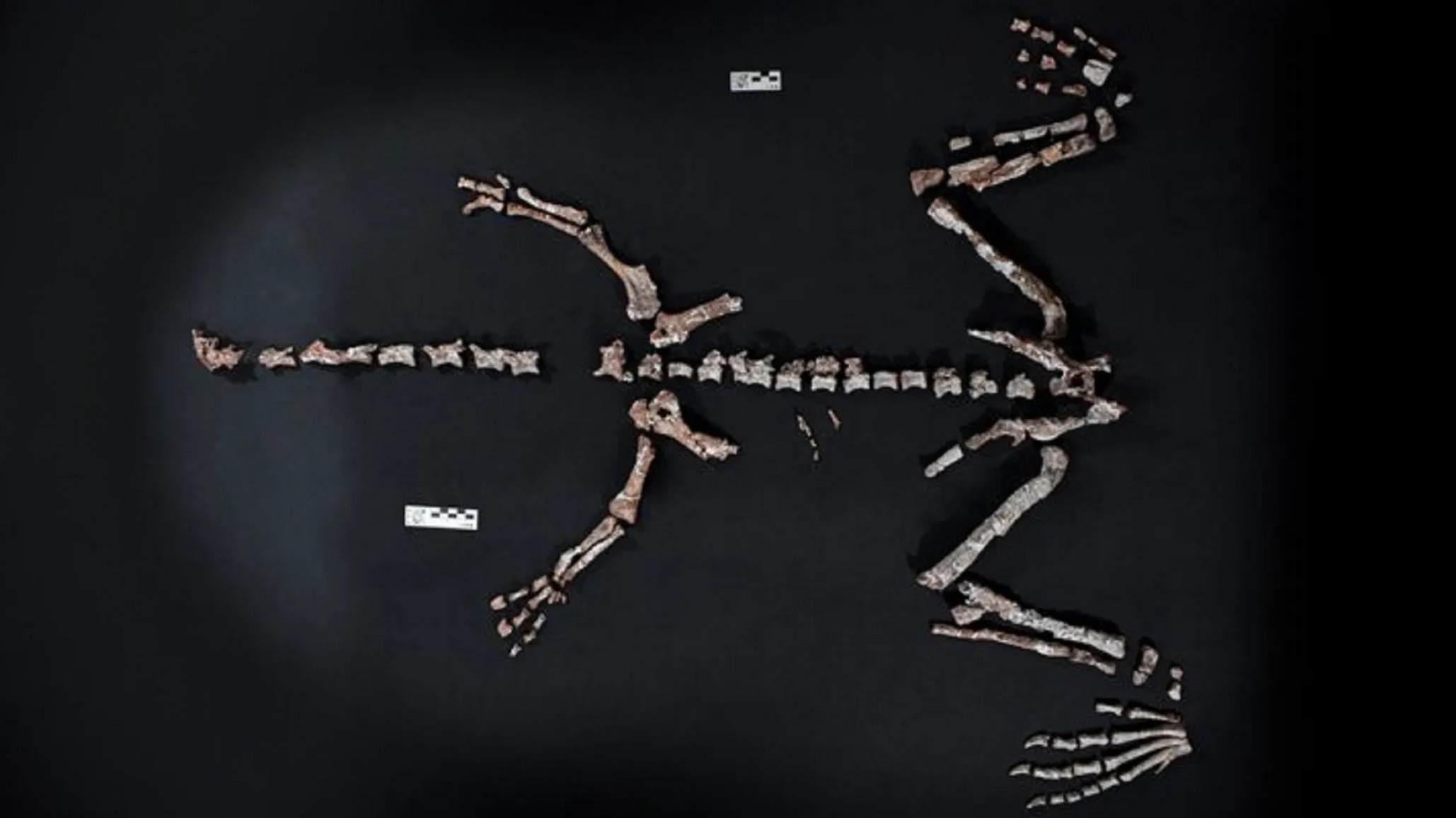 Descubrieron en La Rioja un nuevo dinosaurio de cuello largo que vivió hace 230 millones de años