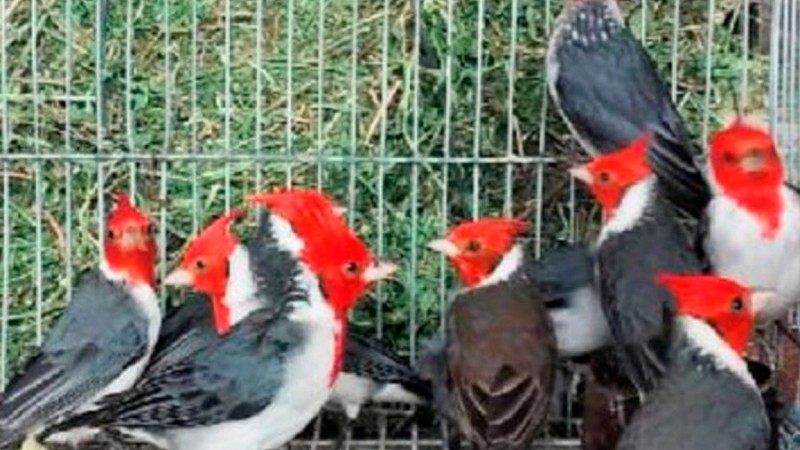 Rescatan nueve cardenales "copete rojo" del tráfico ilegal en San Juan