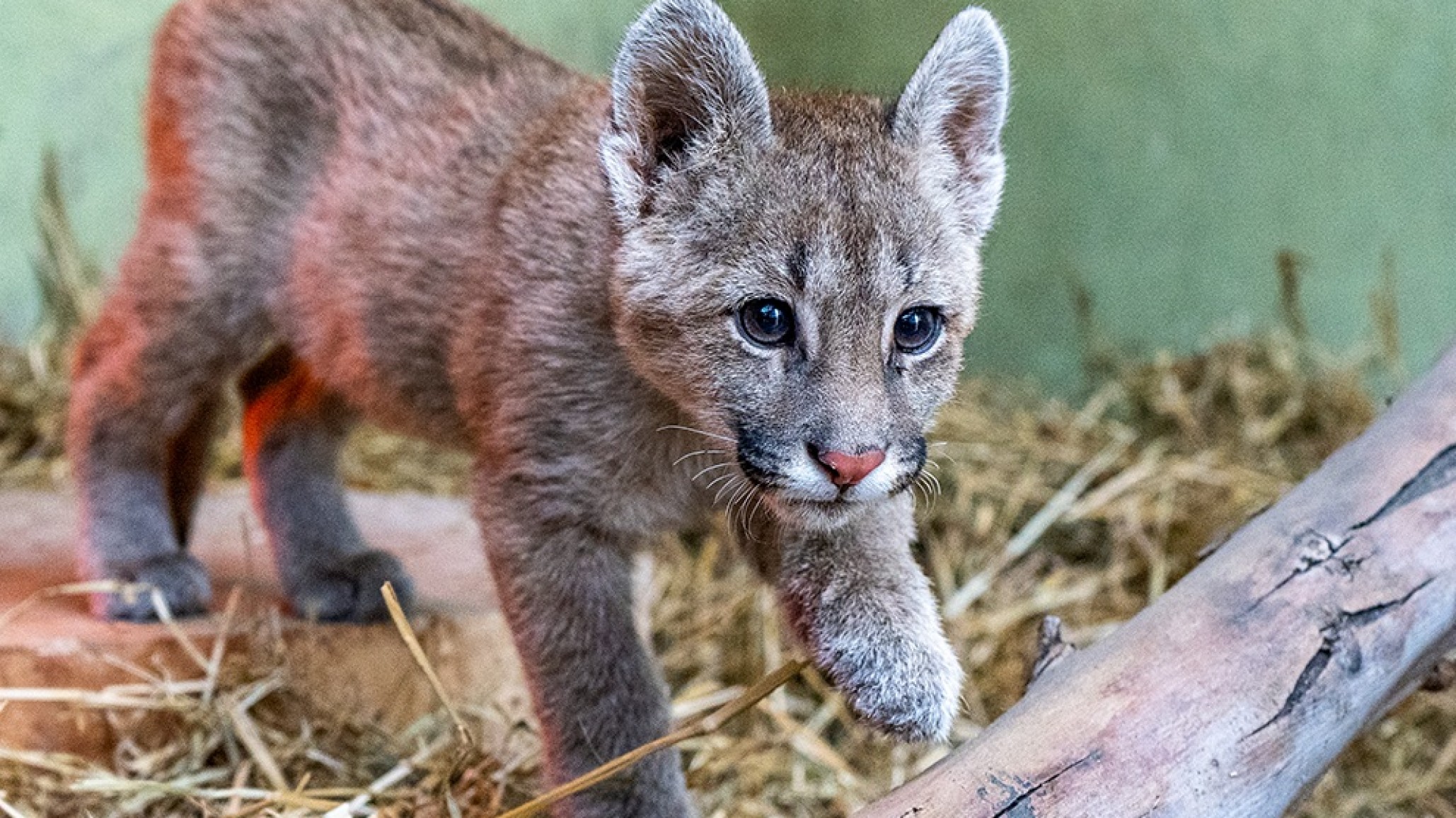 Mató a un cachorro de puma y fue condenado a estudiar fauna silvestre: ¿el castigo educativo que marca un precedente?