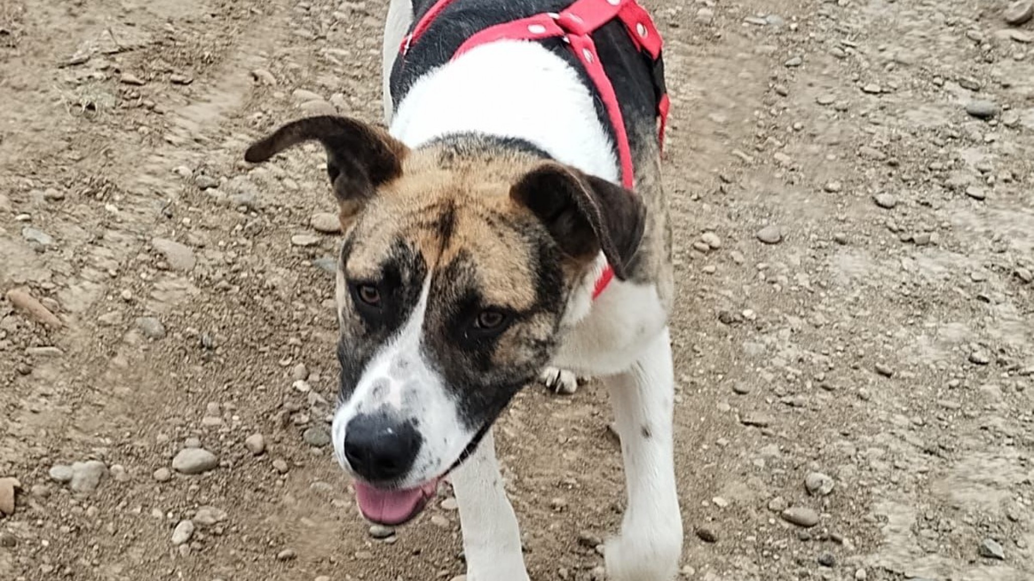 La agonía de Ciro: Un perro que "cuenta los segundos" en su jaula a la espera de un hogar