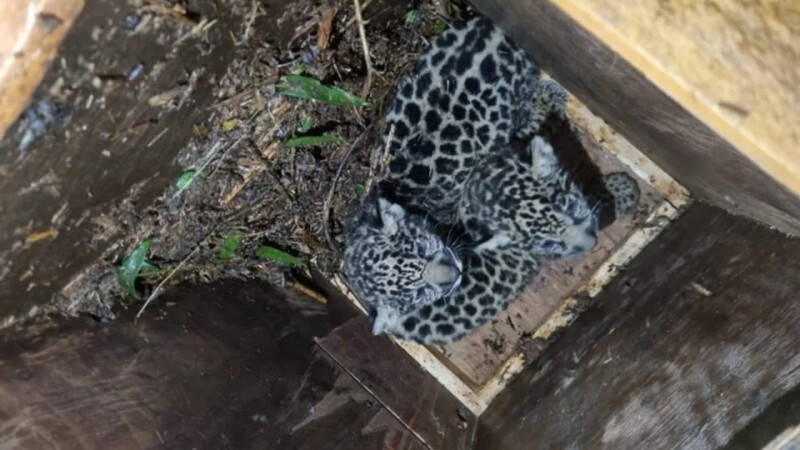 Salvaron a una yaguareté tuerta que no podía cazar y alimentar a sus cachorros
