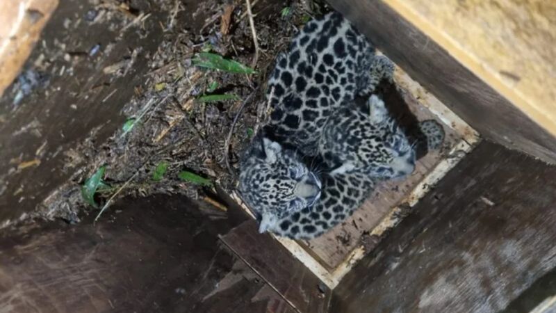 Salvaron a una yaguareté tuerta que no podía cazar y alimentar a sus cachorros