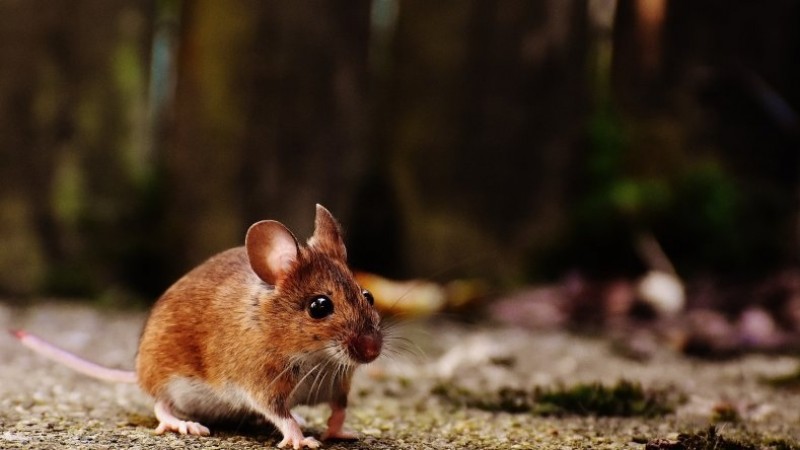 Chubut: Confirman el primer caso de Hantavirus del año en Corcovado