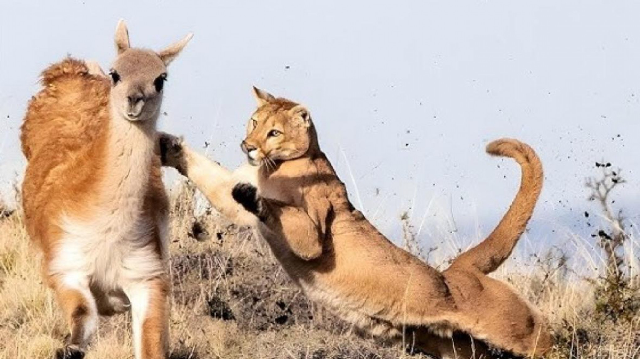 ¿Los pumas tienen algo que ver? La Policía disparó durante los rastrillajes y crece el misterio por los desaparecidos