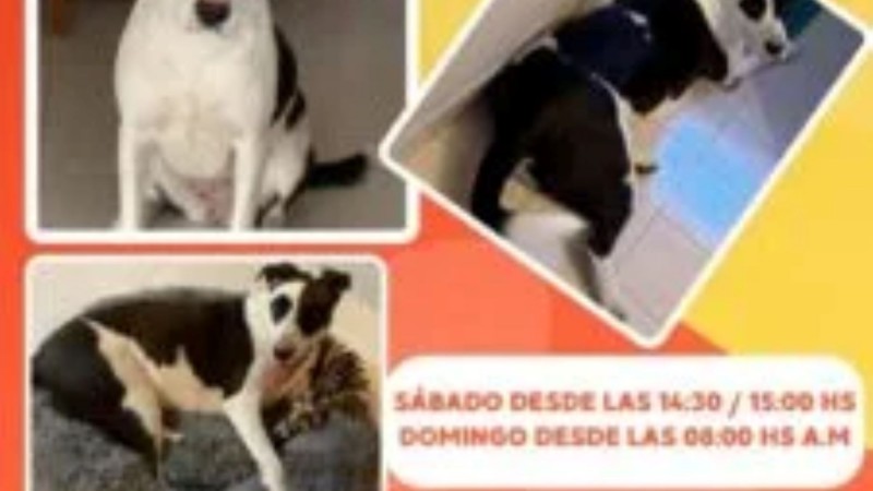 Familia comodorense pide ayuda para encontrar a su perra perdida