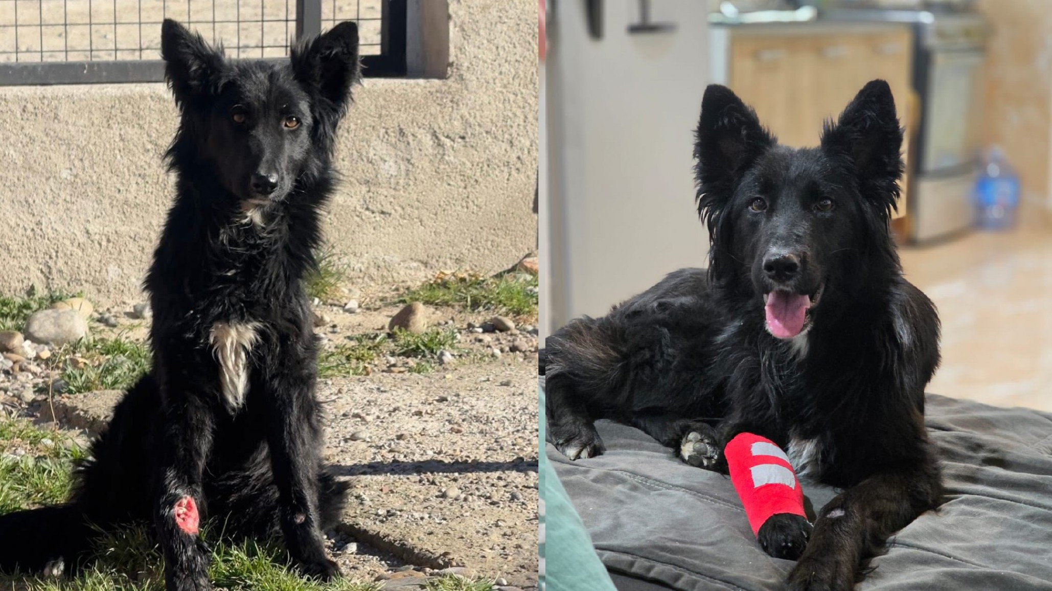 El milagro de Olivia: La cachorra que sanó su patita y ahora busca un hogar