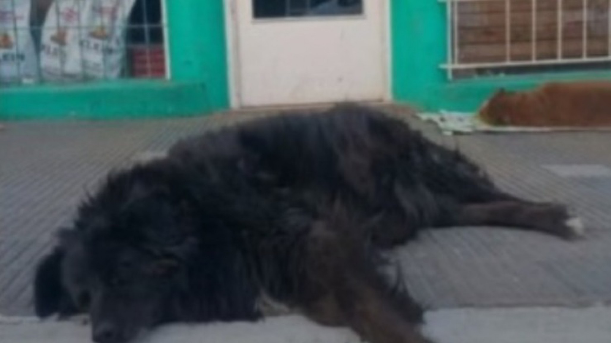Dolor en Comodoro por la partida de "Negrito", el perrito más querido del Centro