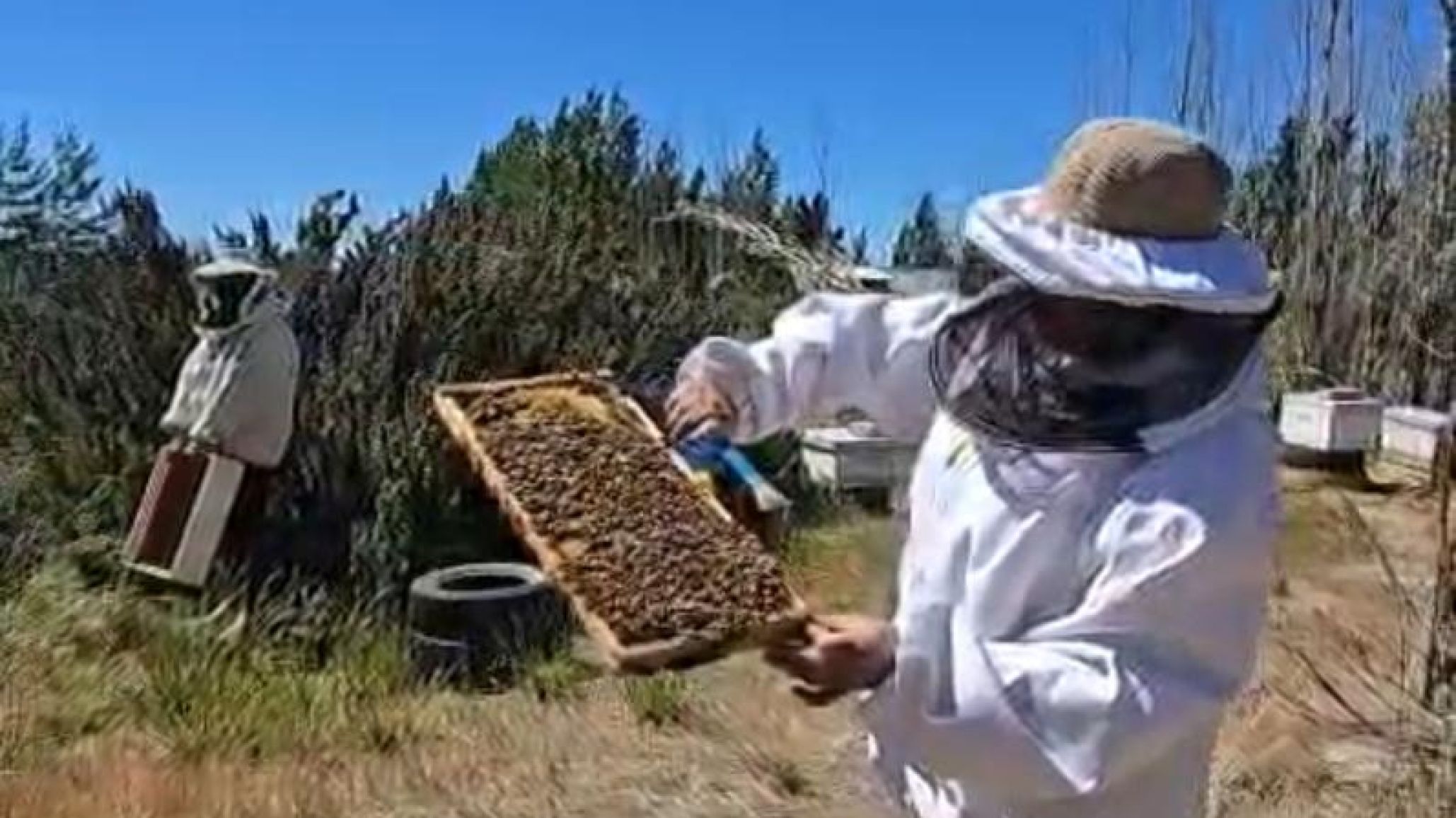 "Necesitamos rescatar a las abejas": apicultores impulsan el cuidado y la capacitación en la actividad
