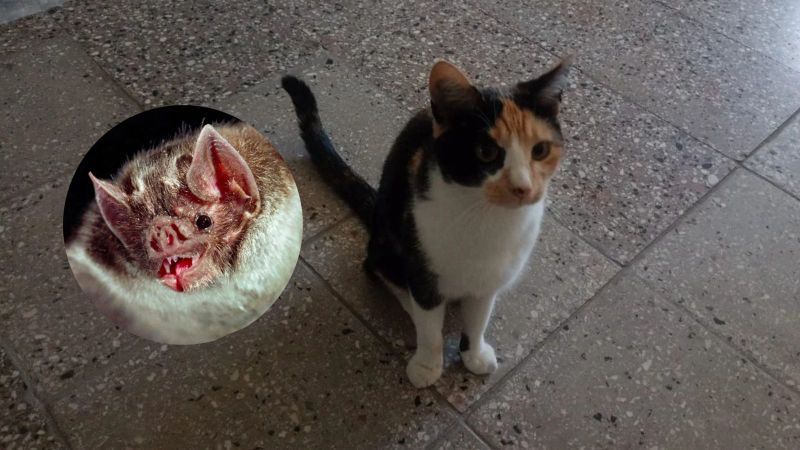 Una gata cazó un murciélago con rabia y ahora está en cuarentena