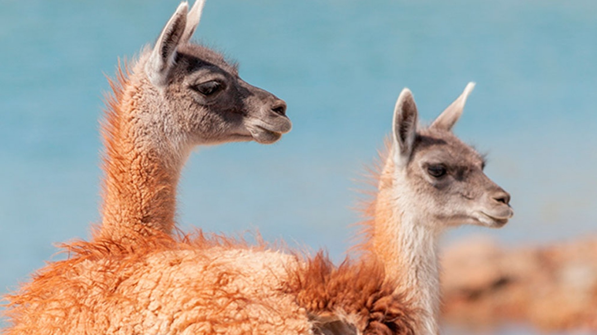 Denuncian una "masacre masiva" de guanacos y burros por caza furtiva nocturna en la meseta central