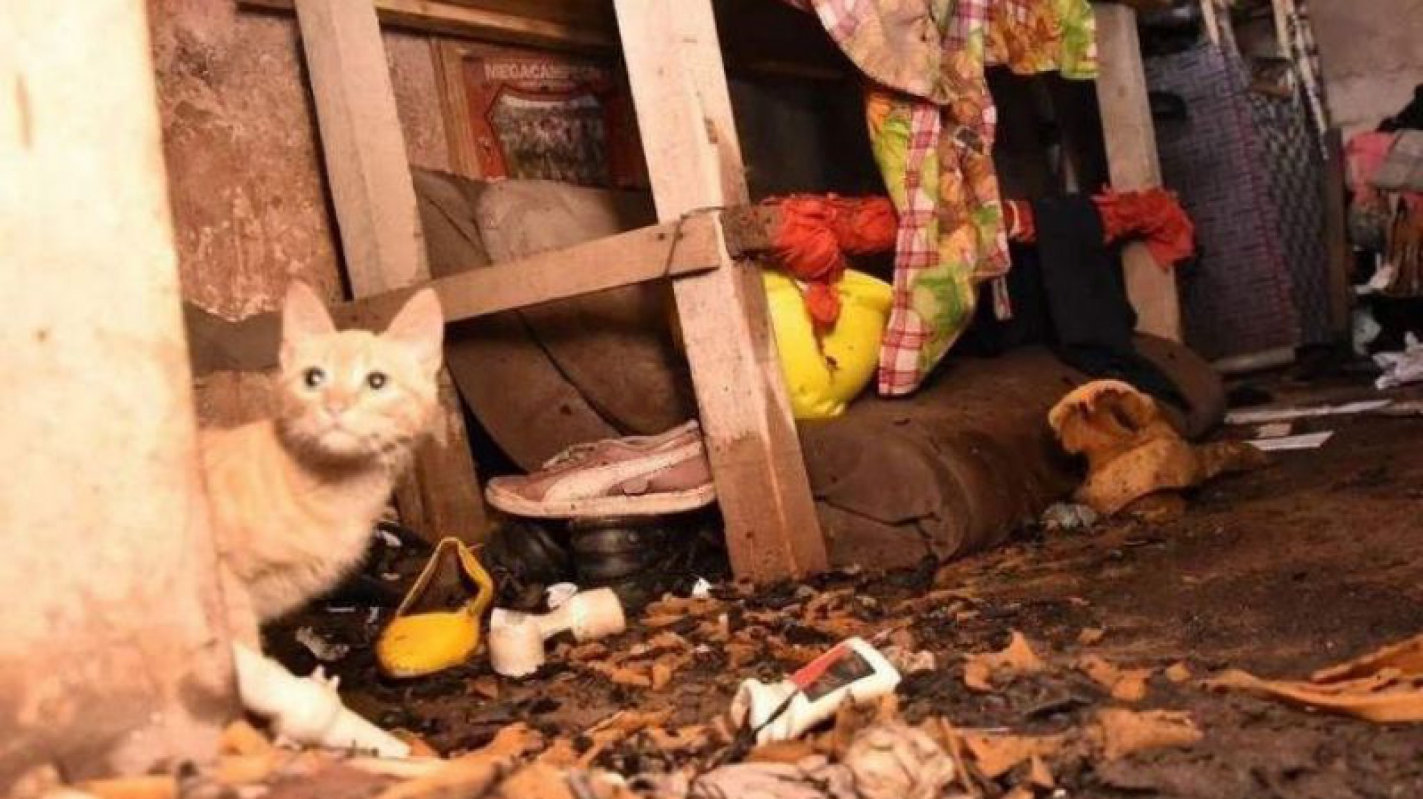 Quiso prender fuego a su gato porque lo había mordido y terminó incendiando su casa