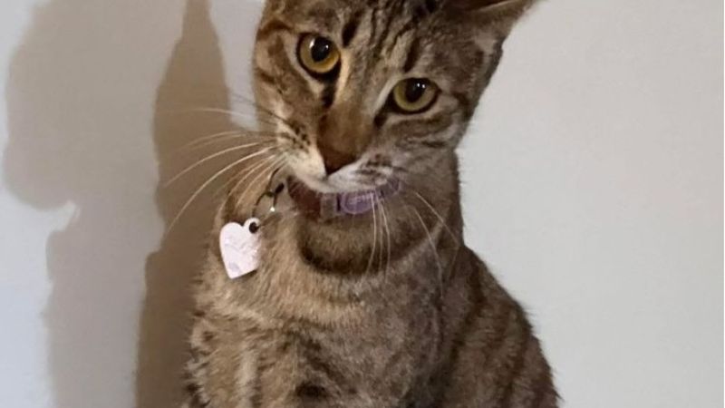 "Chanel" desapareció en Francisco Behr y piden ayuda para encontrarla