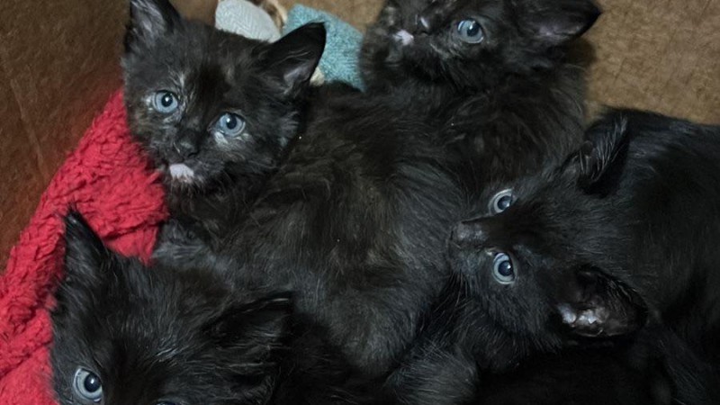 Buscan hogar para 45 gatitos en Comodoro