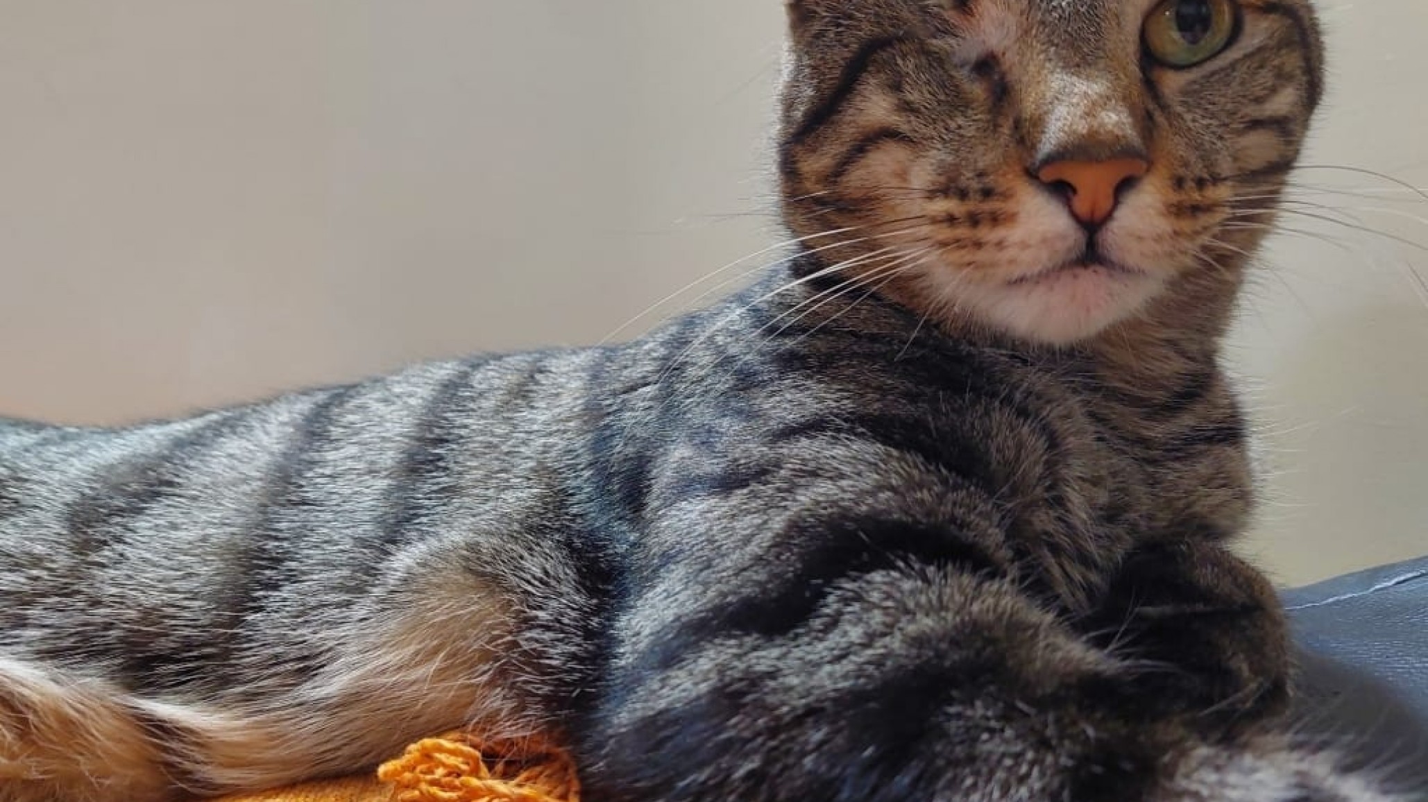 Comodoro: entraron a robar a su casa y se llevaron a su gatito