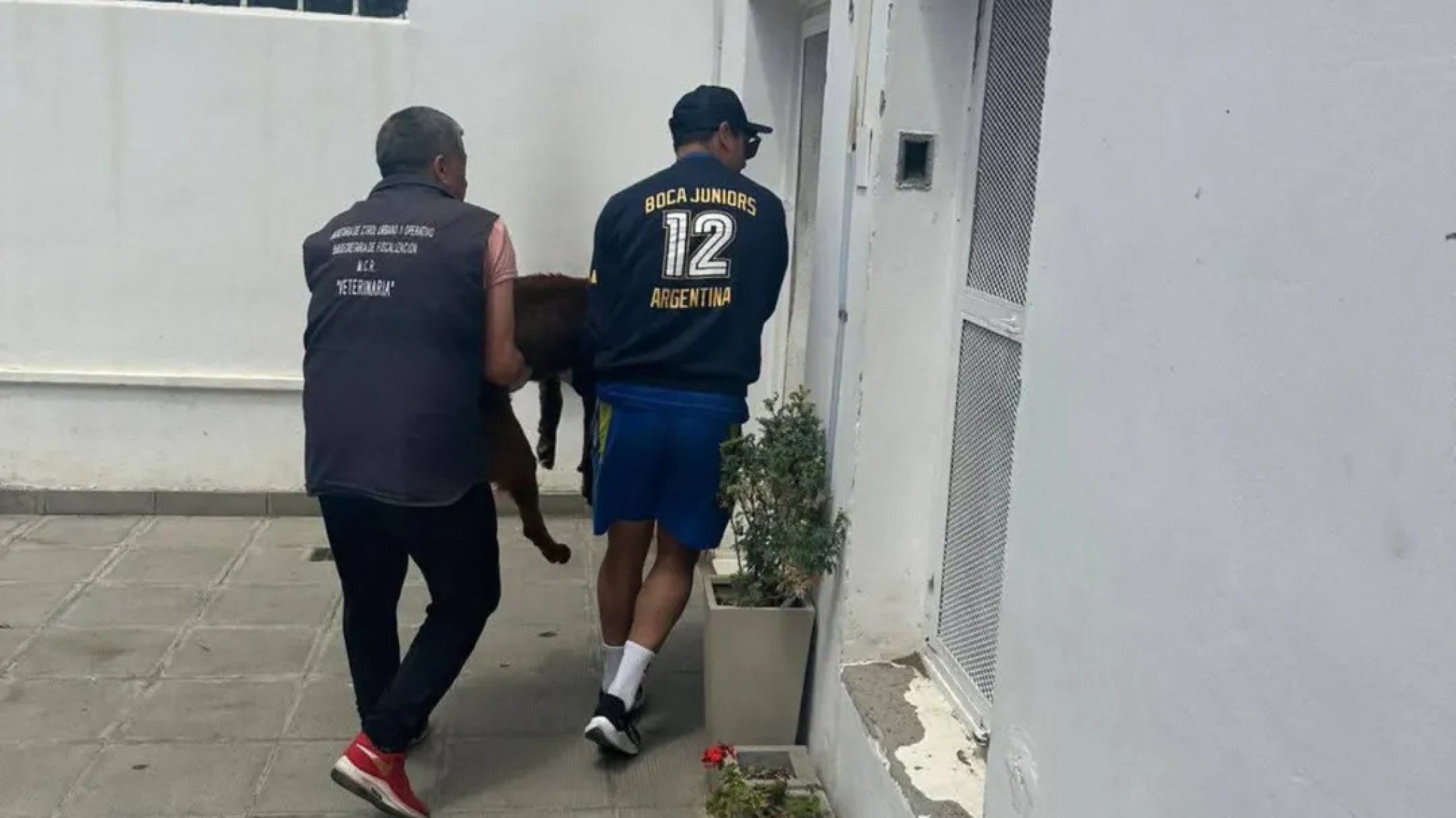 Rescataron a un perro en Km.5 y piden ayuda: lo encontraron encadenado, desnutrido y deshidratado