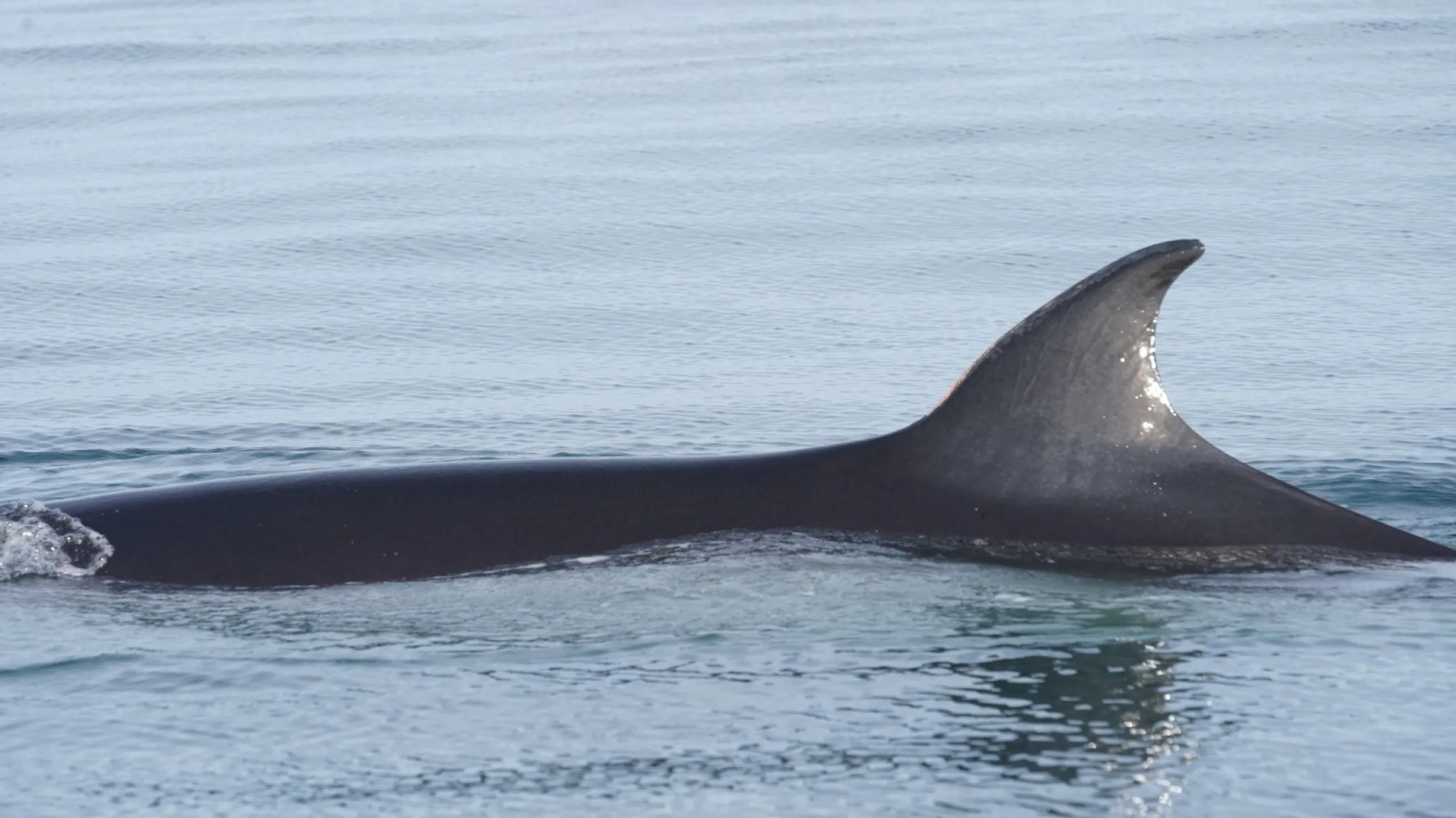 "SEI, la ballena desconocida": el documental tendrá preestreno en Rada Tilly y Comodoro antes de su presentación oficial en Buenos Aires