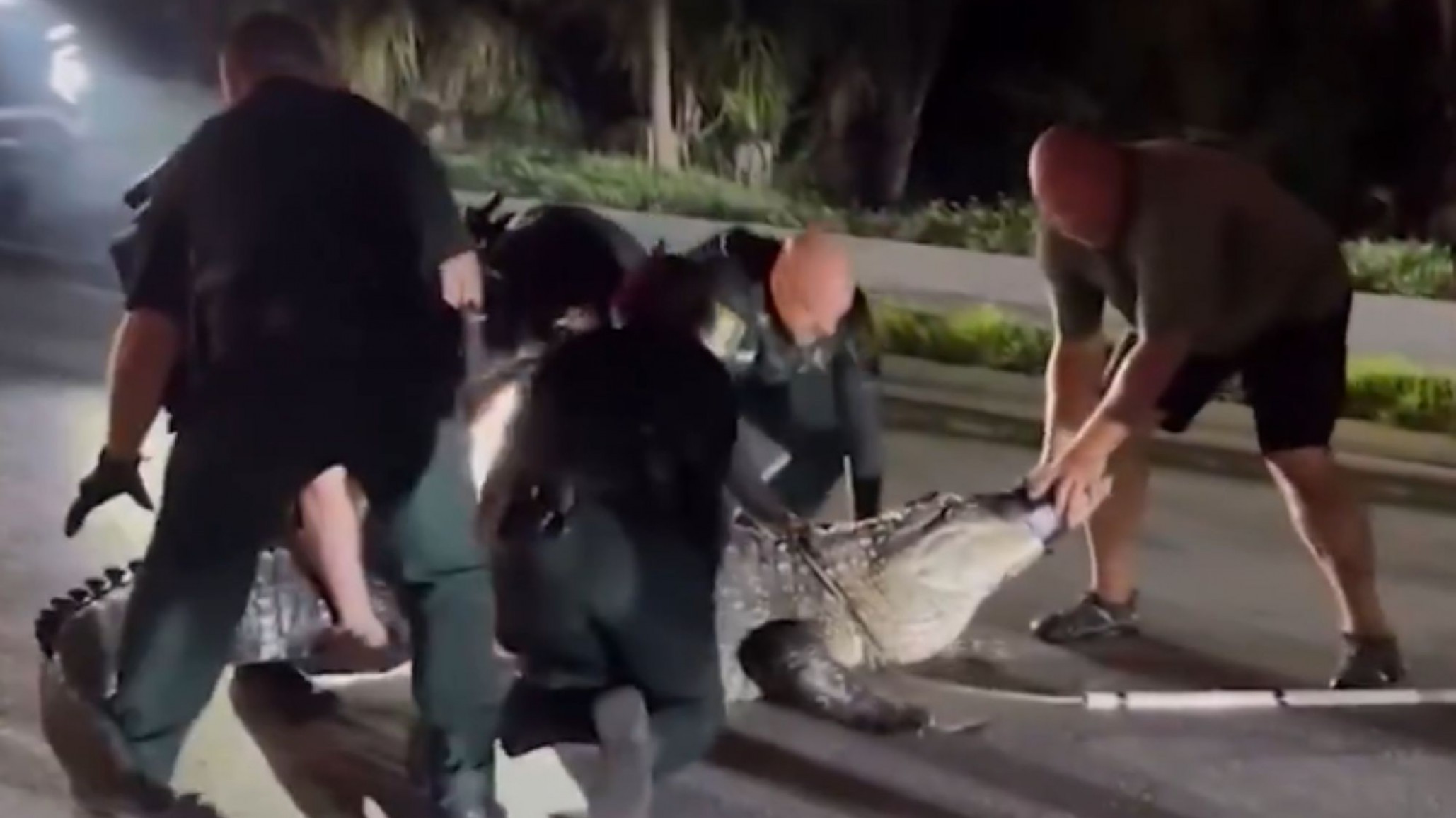 Susto en Estados Unidos: policías retiraron de la calle a un caimán de casi cuatro metros de largo