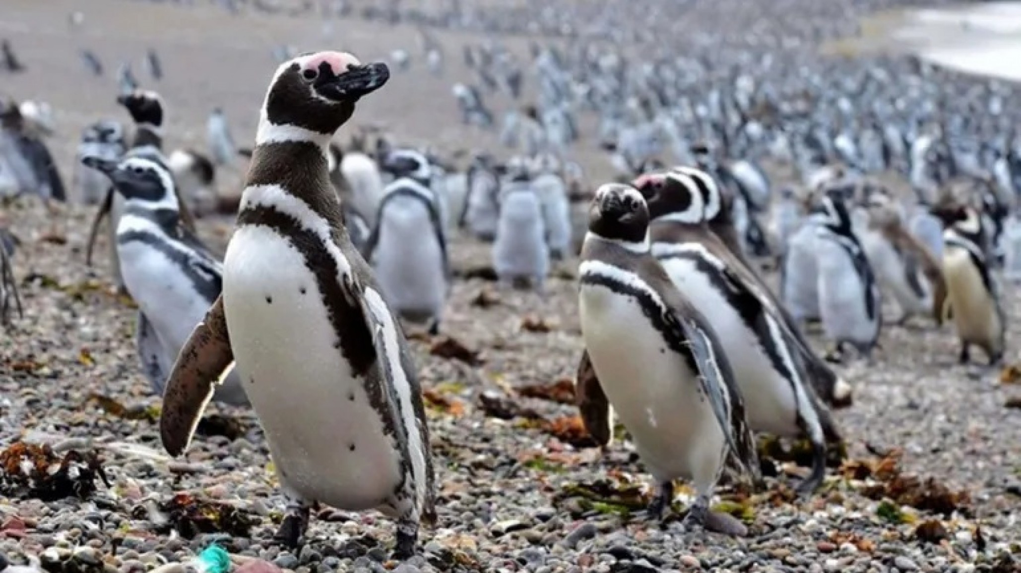 En primer plano: CONICET transmite en vivo la vida cotidiana de los pingüinos de Magallanes