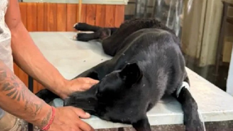 Crueldad en Salta: un perro fue apuñalado al defender a una mujer que era golpeada en la calle