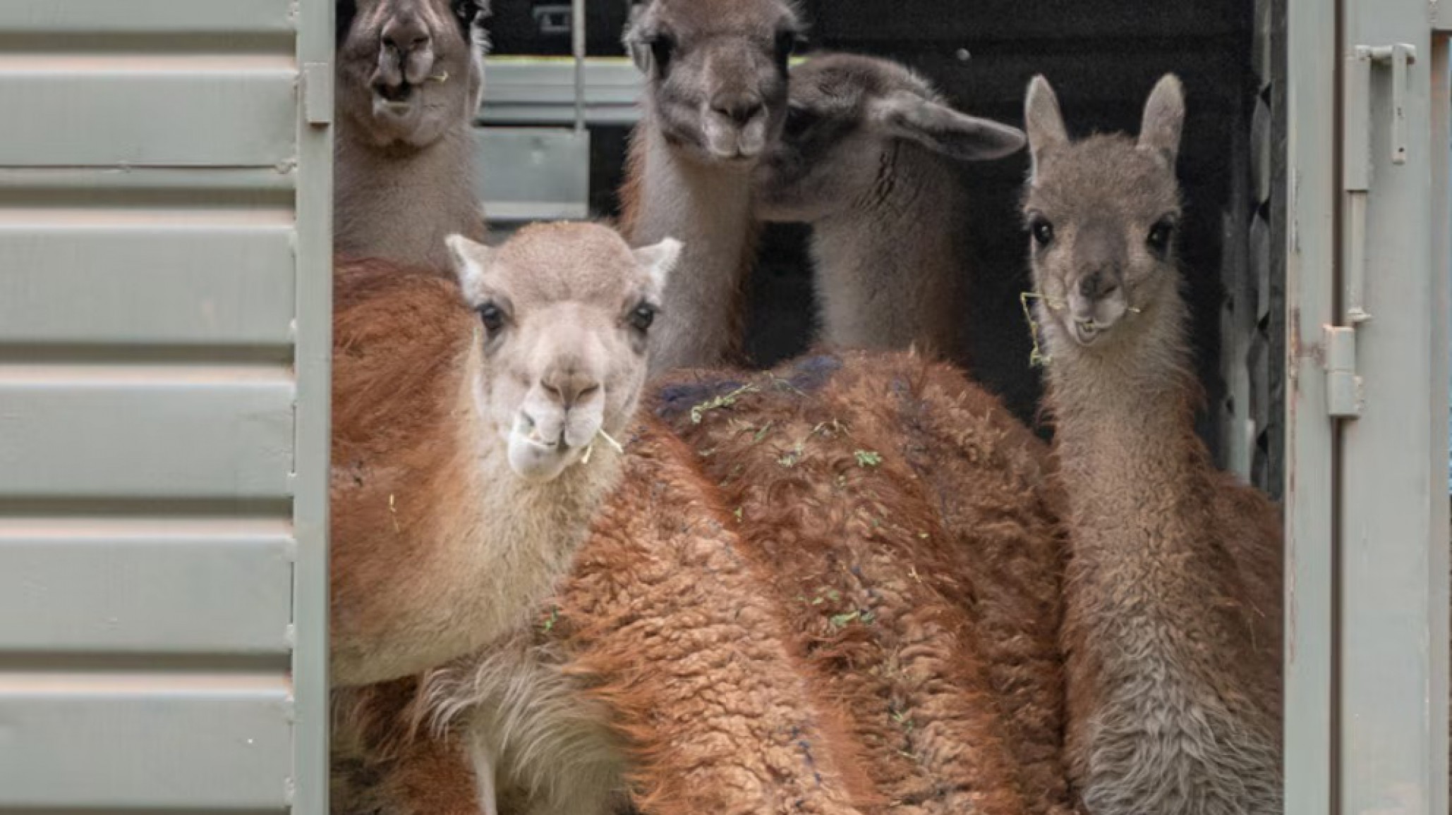 De Santa Cruz a Chaco: El Impenetrable tendrá guanacos patagónicos después de 110 años