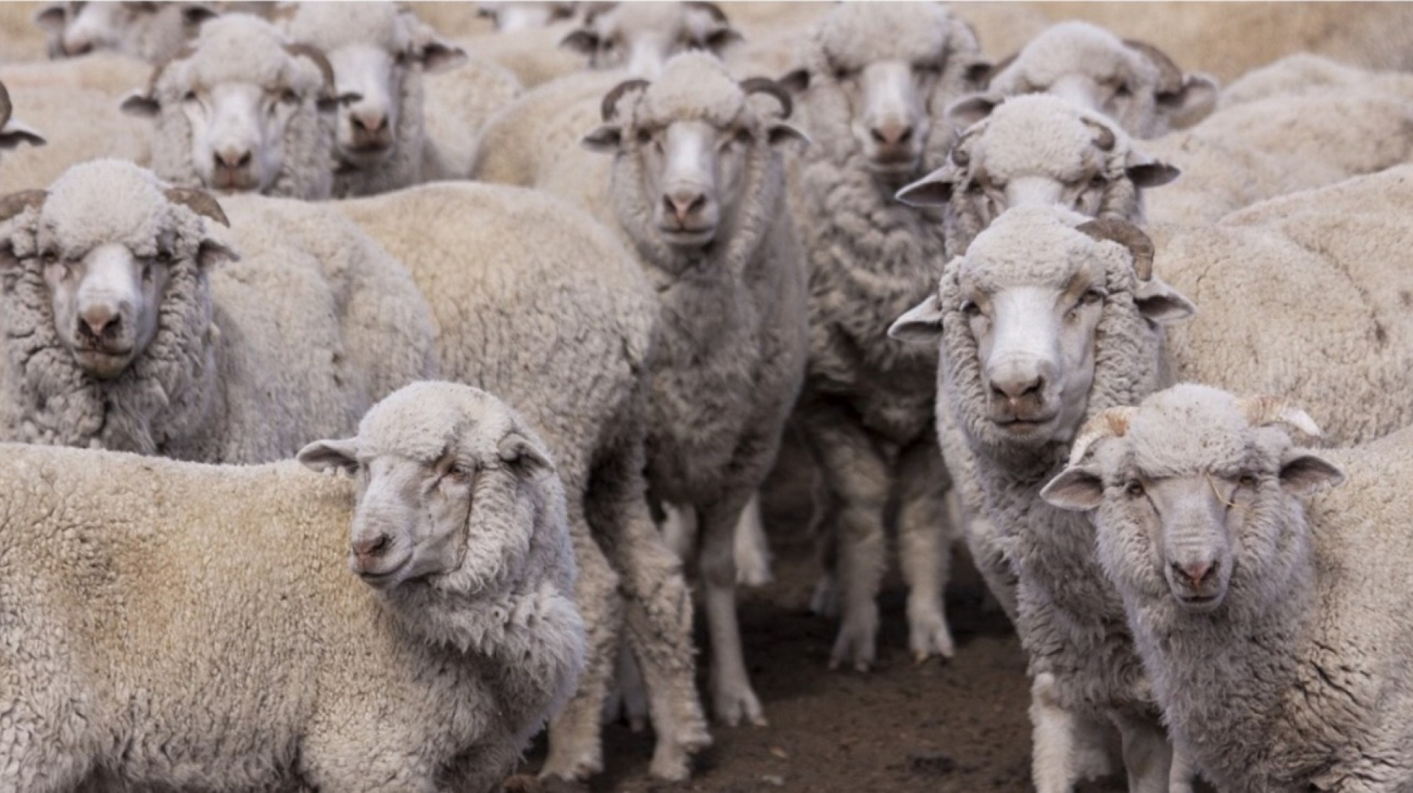 El SENASA declaró alerta sanitaria por sarna ovina en siete departamentos de Chubut