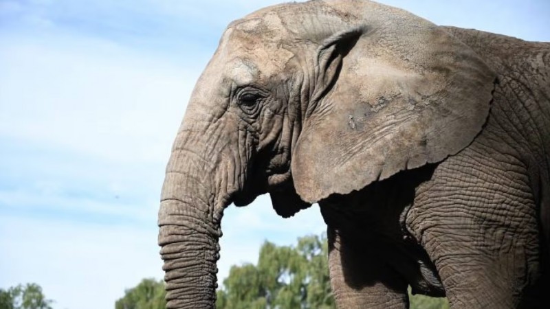 Murió Kenya, la última elefanta en cautiverio en Argentina
