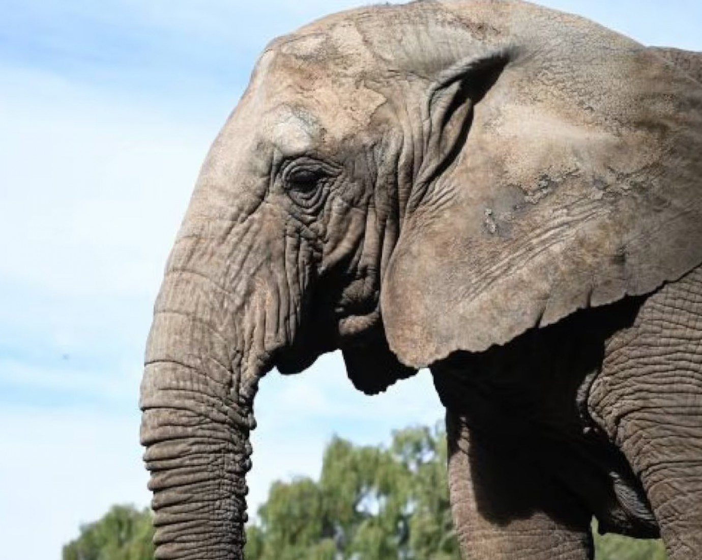 Murió Kenya, la última elefanta en cautiverio en Argentina