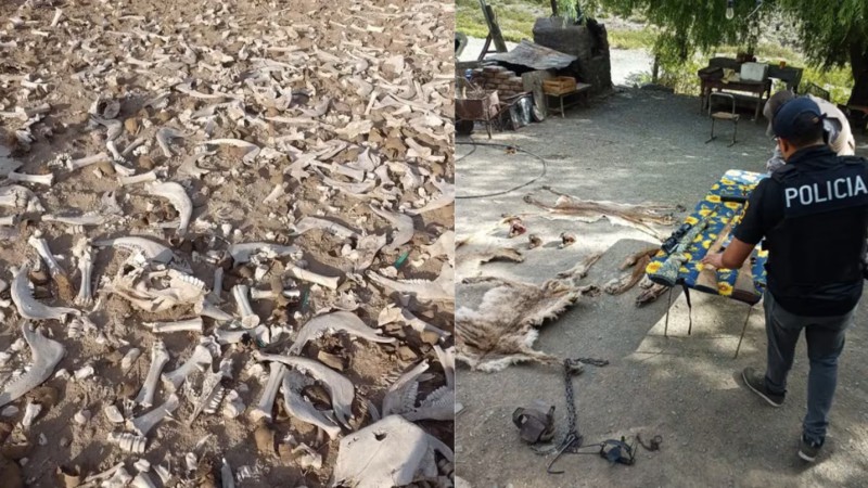 La Policía investigaba una red de caza ilegal y halló un cementerio de animales en Mendoza