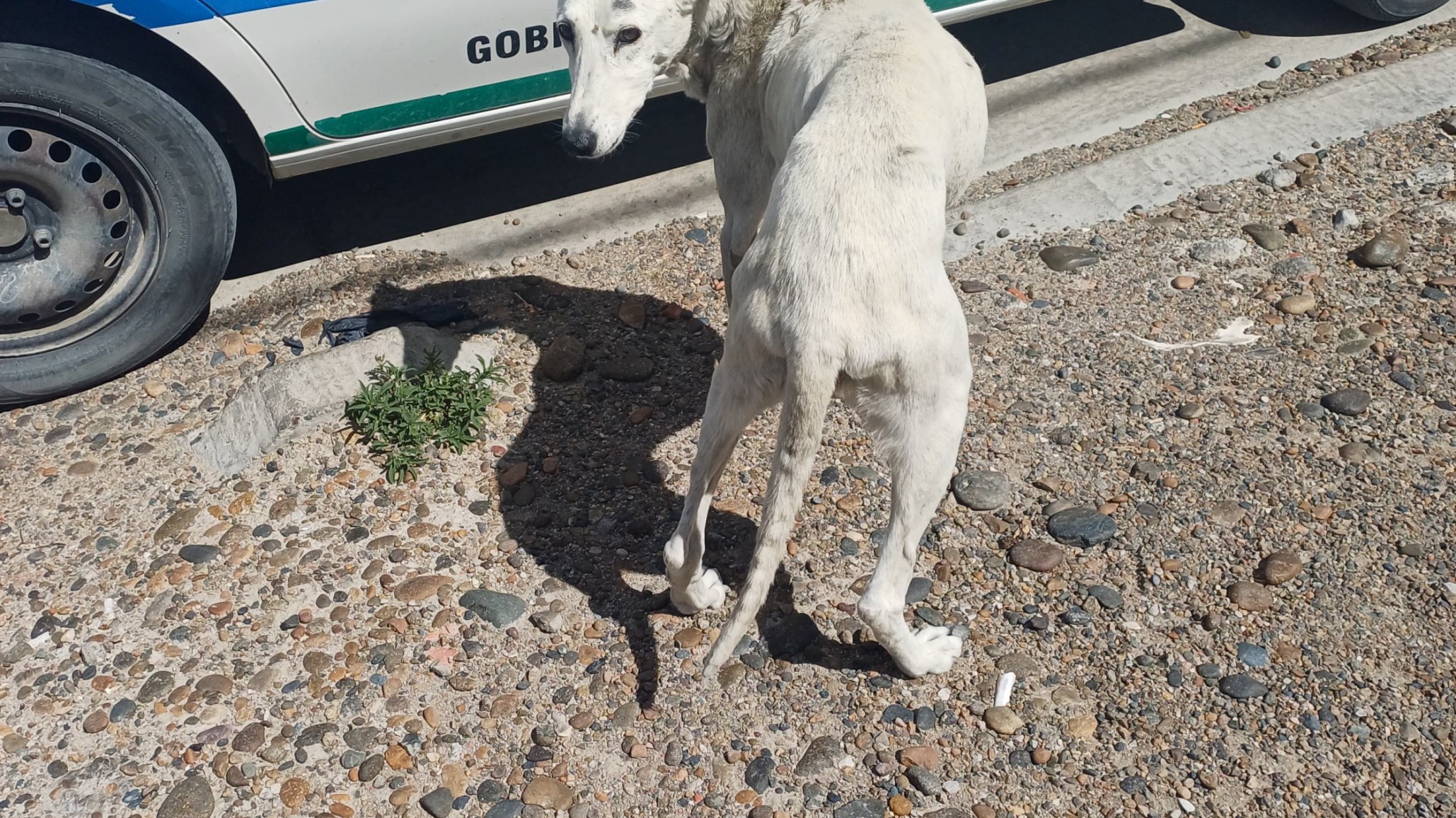 Rescatan a un perro en estado crítico de abandono tras un allanamiento en Km 5